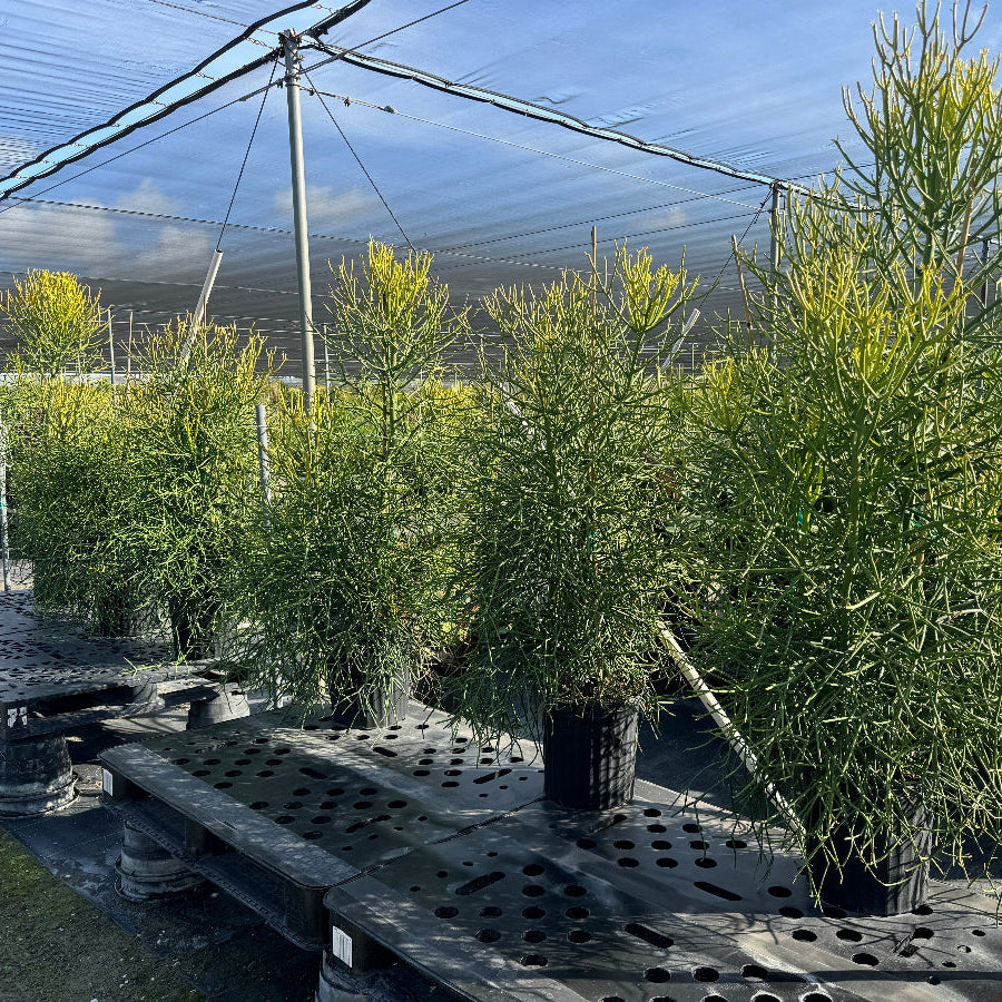Euphorbia Pencil Tree Cactus, Milk Bush, Sticks of Fire in 5gal black pot