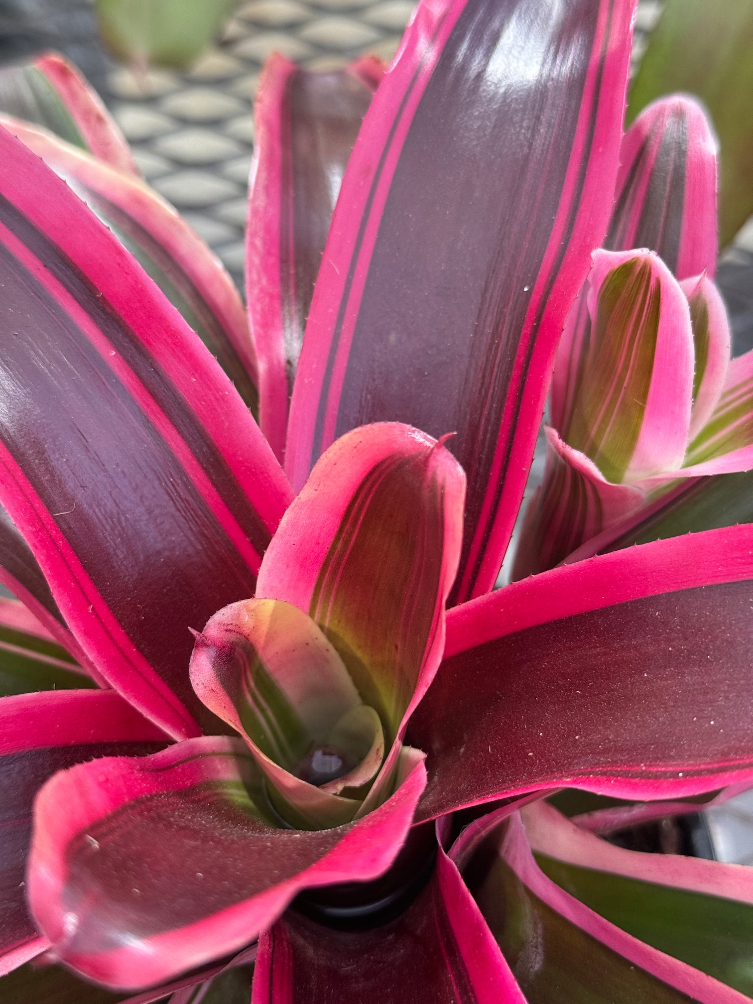 Bromeliad, Neoregelia Matilde