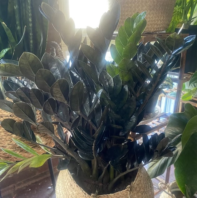 ZZ Plant Black Raven, Live Indoor Plant