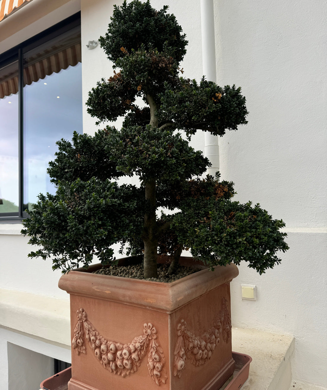Large Mature Topiary Eugenia Pom Pom Shape planted Deco Pot with various shaped bushes.