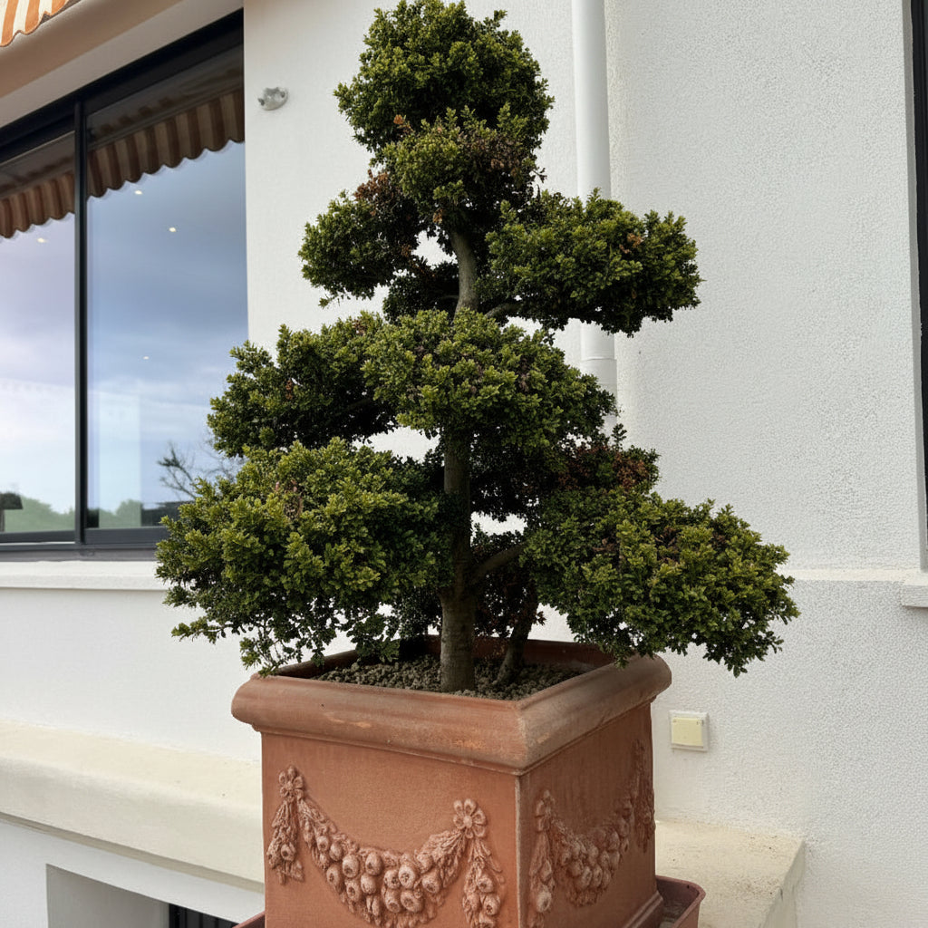 Large Mature Topiary Eugenia Pom Pom Shape planted Deco Pot with various shaped bushes.