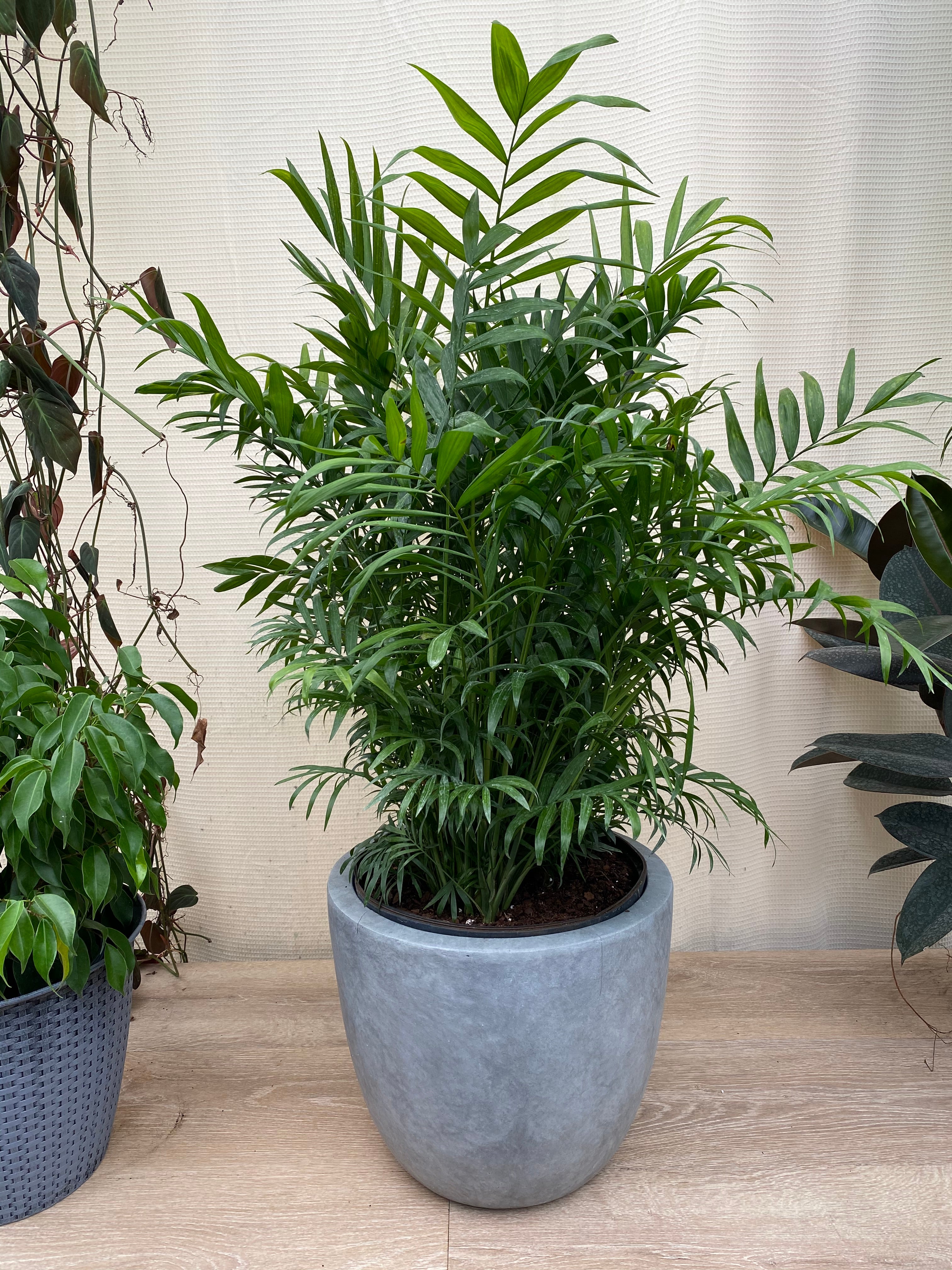 Palm Parlor Neanthe Bella Palm, Live Plant Indoor Air Purifier