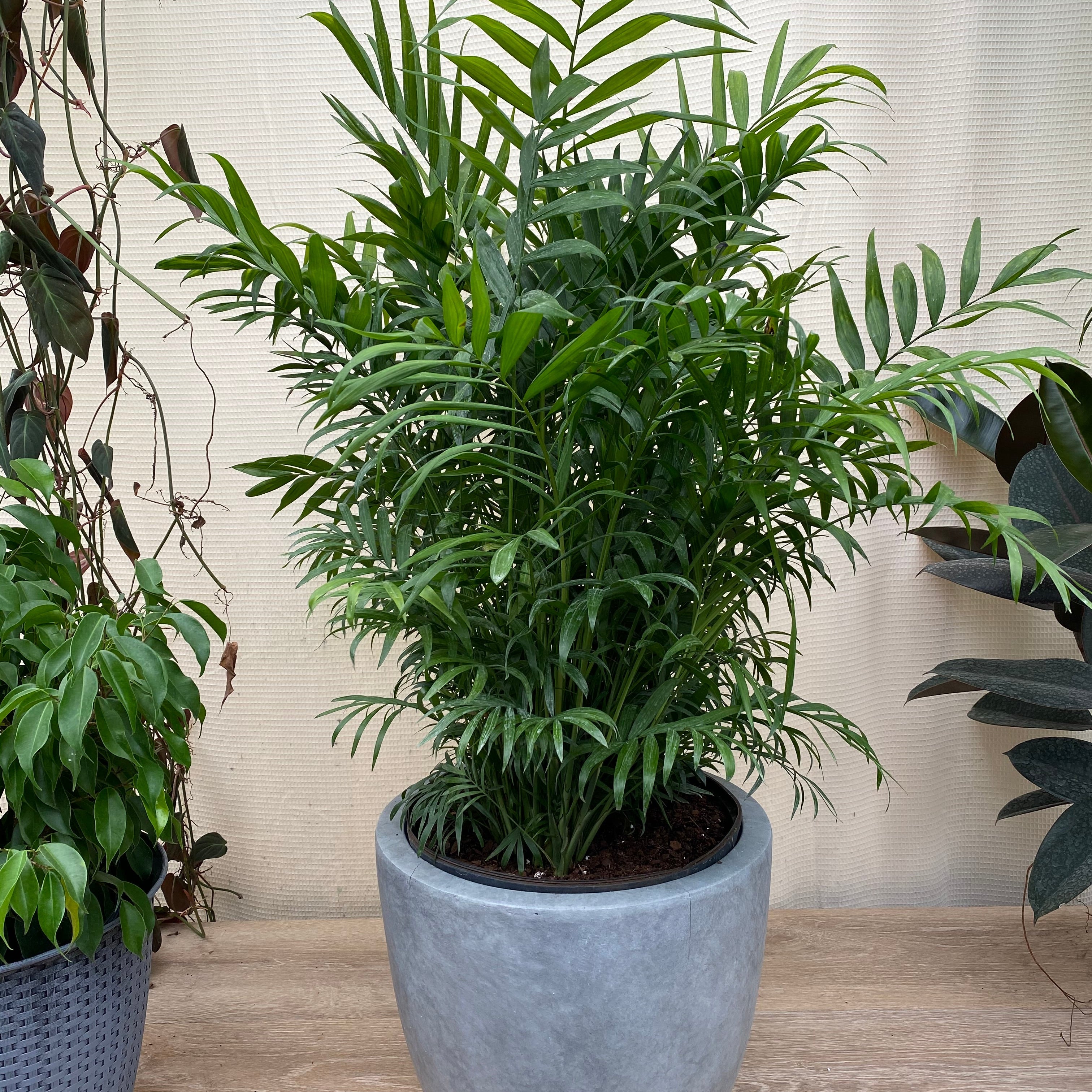 Palm Parlor Neanthe Bella Palm in a light grey decorative pot with delicate, arching light green fronds, ideal for adding a touch of grace and elegance to modern living rooms or indoor spaces.