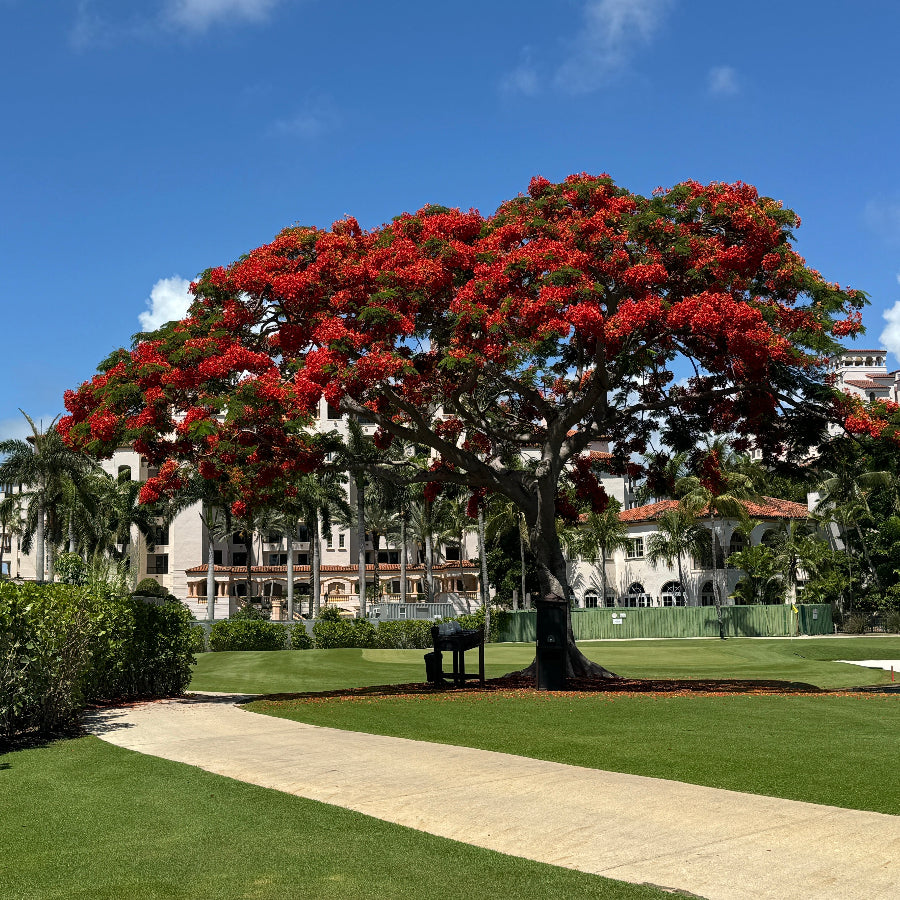 Mature Royal Poinciana Flamboyant Tree, showcasing a massive, wide umbrella-shaped canopy heavily covered in spectacular reddish-orange blooms.