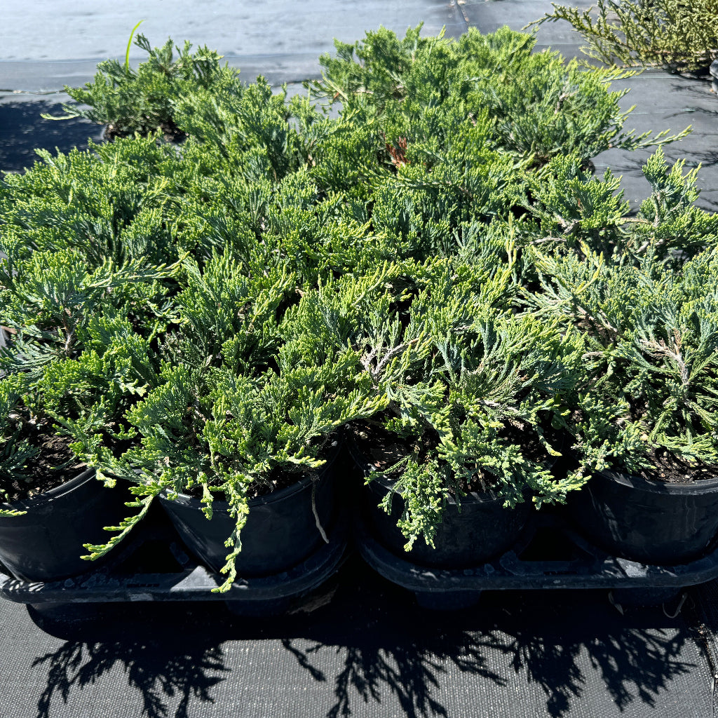 Angelica Blue Juniper Shrub in a 6in pot inside trays
