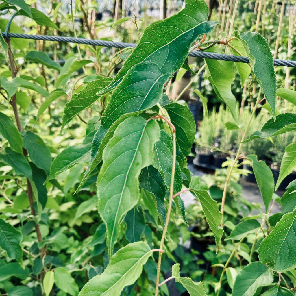 A close-up view of the large, vibrant green, textured leaves and reddish stem of a young kiwi fruit tree