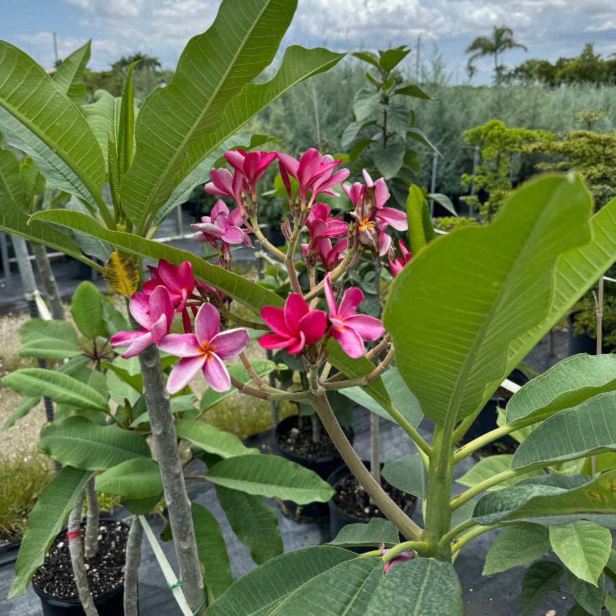 Plumeria Rubra Pink Orchid Flowering Tree in 7 gallon nursery pot with vibrant pink tropical blooms and lush green foliage, ideal for patios and tropical outdoor living spaces.
