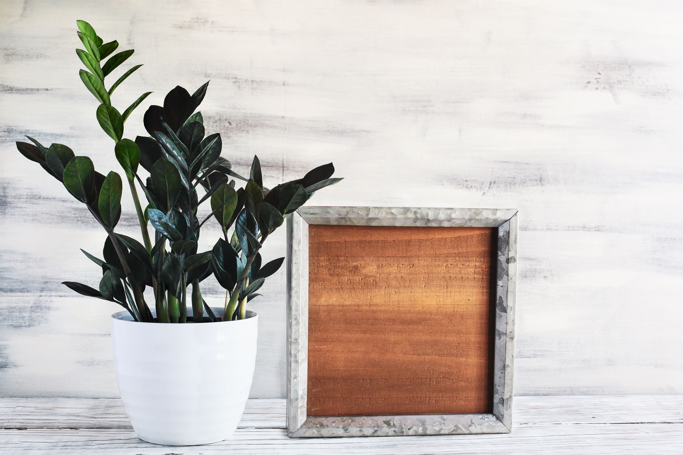 ZZ Plant Black Raven, Live Indoor Plant