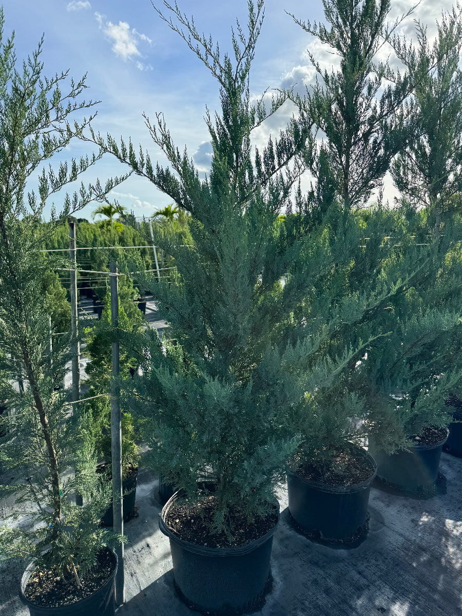 A row of young evergreen trees with lush, blue-green foliage growing in large black plastic nursery pots