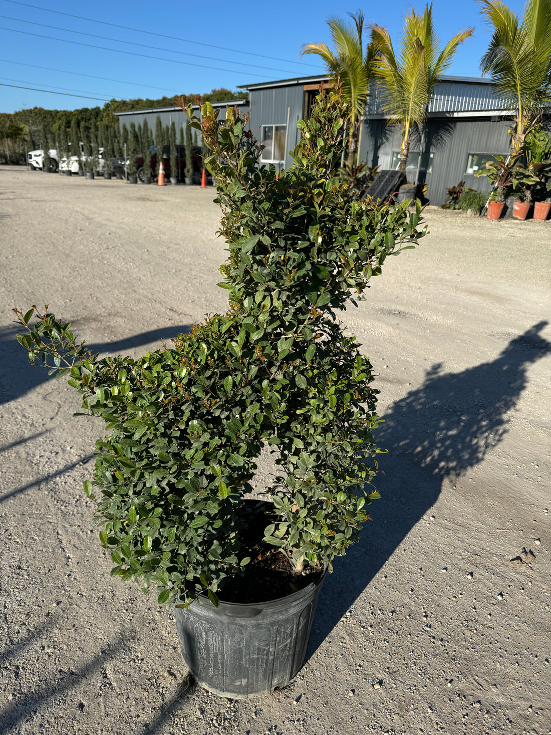 Topiary Eugenia Dog Form, Frenchie Style