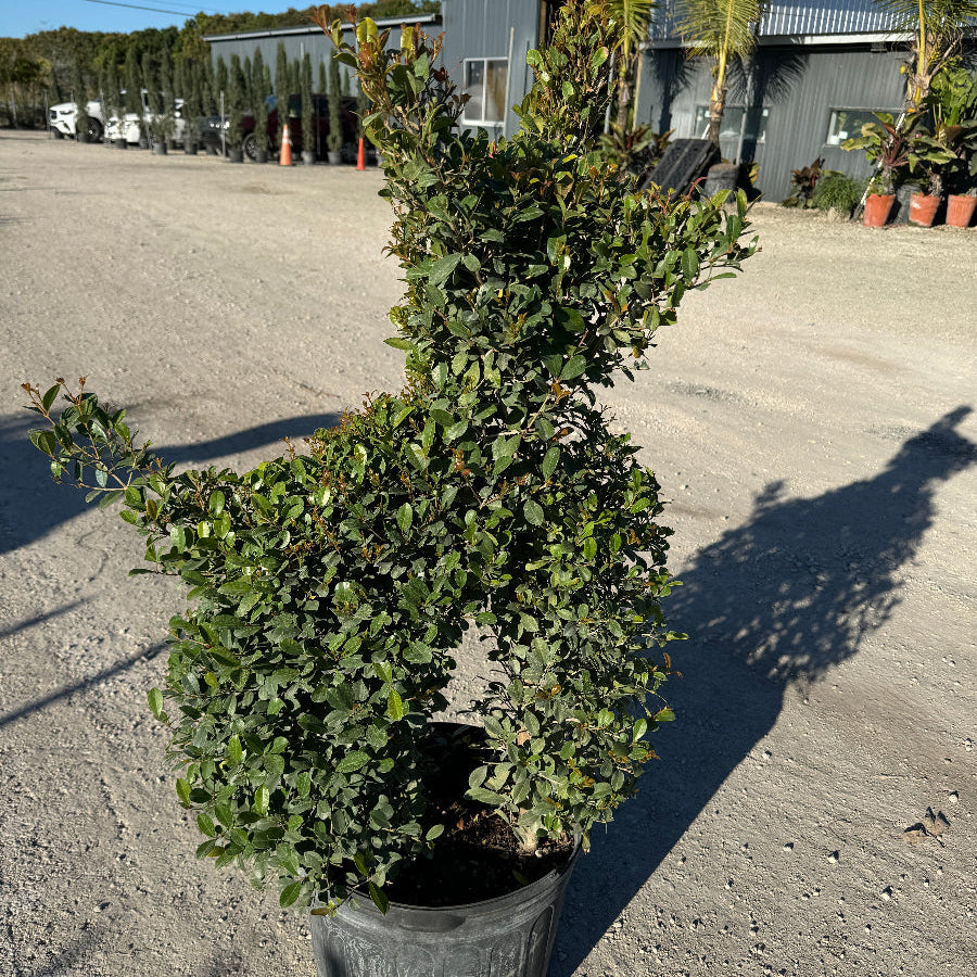 Full Grown Topiary Eugenia Dog Form, Frenchie Style in a 5-gallon nursery pot for outdoor use to amplify a front entryway or garden bed