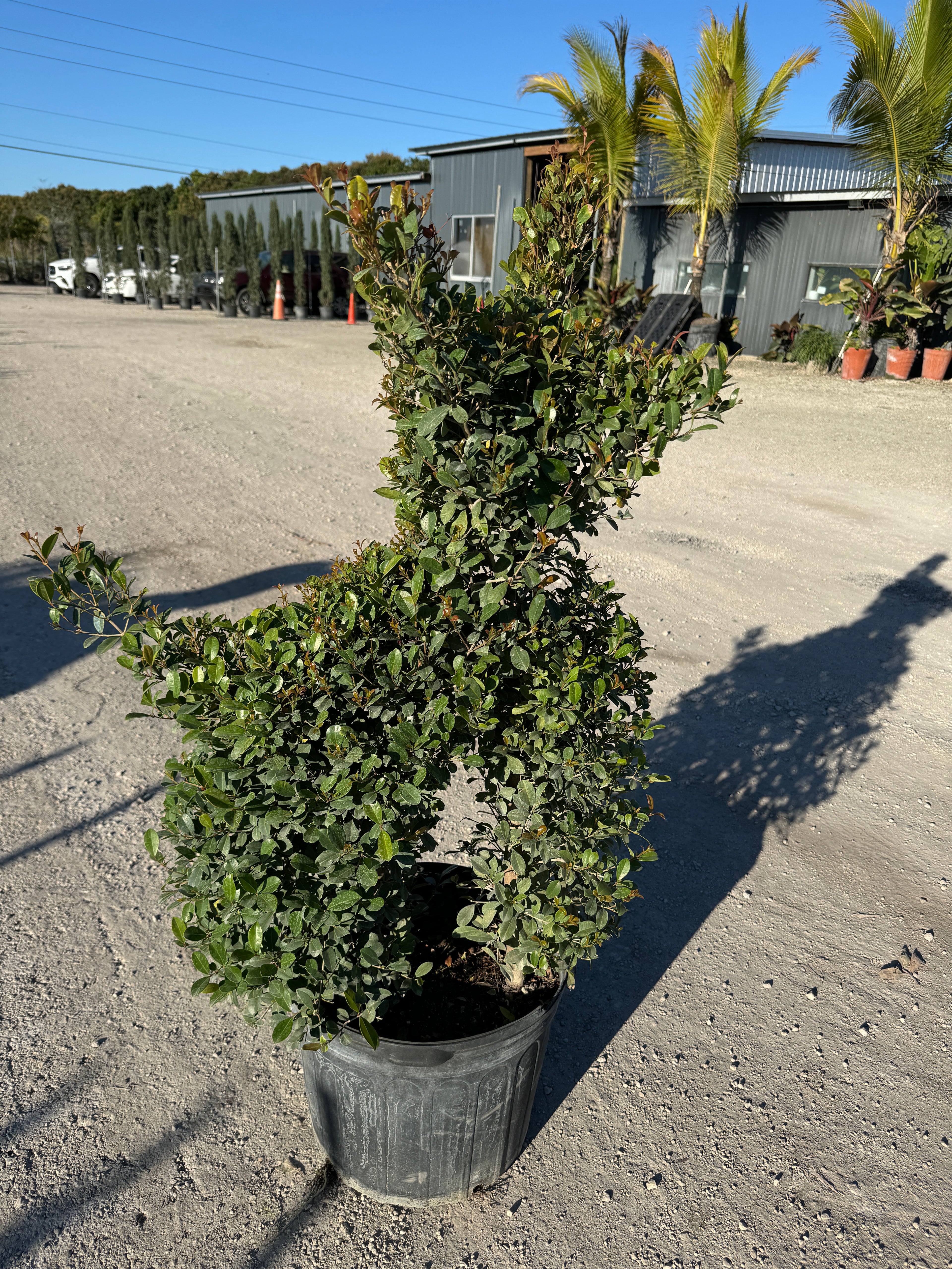 Topiary Eugenia Dog Form, Frenchie Style