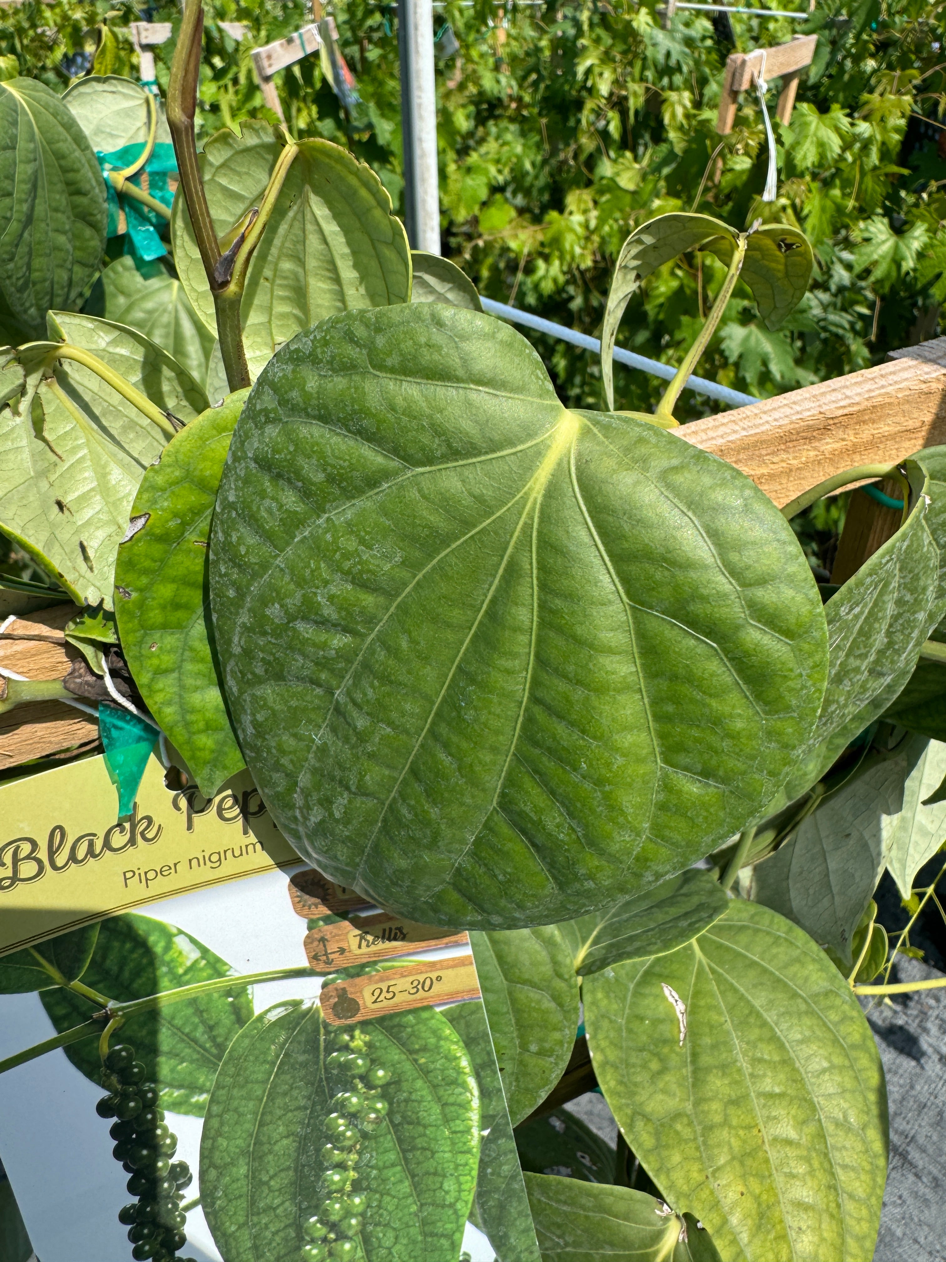 miriacle tree spices for philodendron Black pepper a true source of spice, Full of Flavors, Without Pesky Thorns! – Eureka Farms