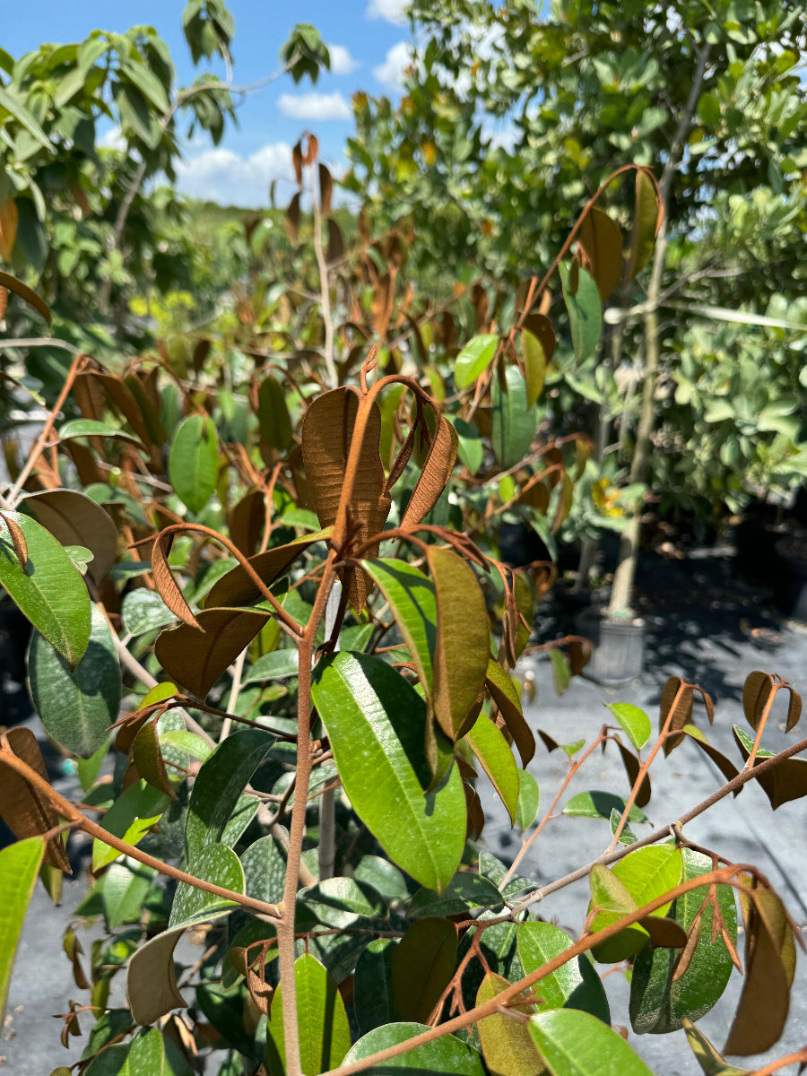 Close-up of Satin Leaf Tree foliage