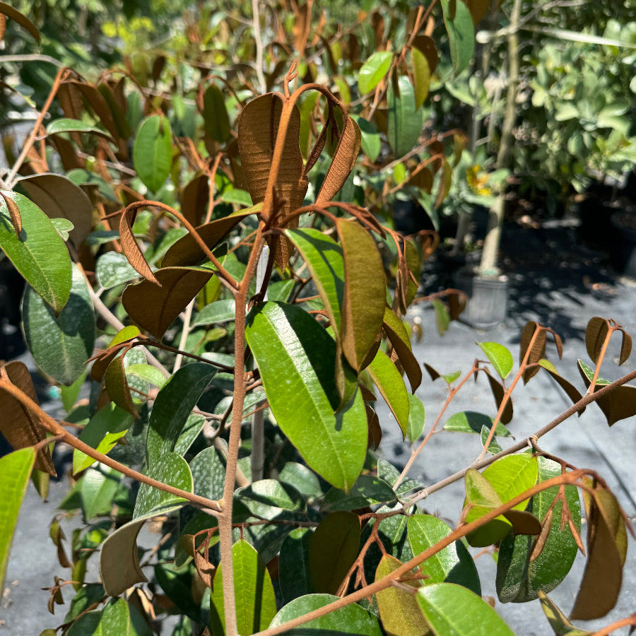 Close-up of Satin Leaf Tree foliage