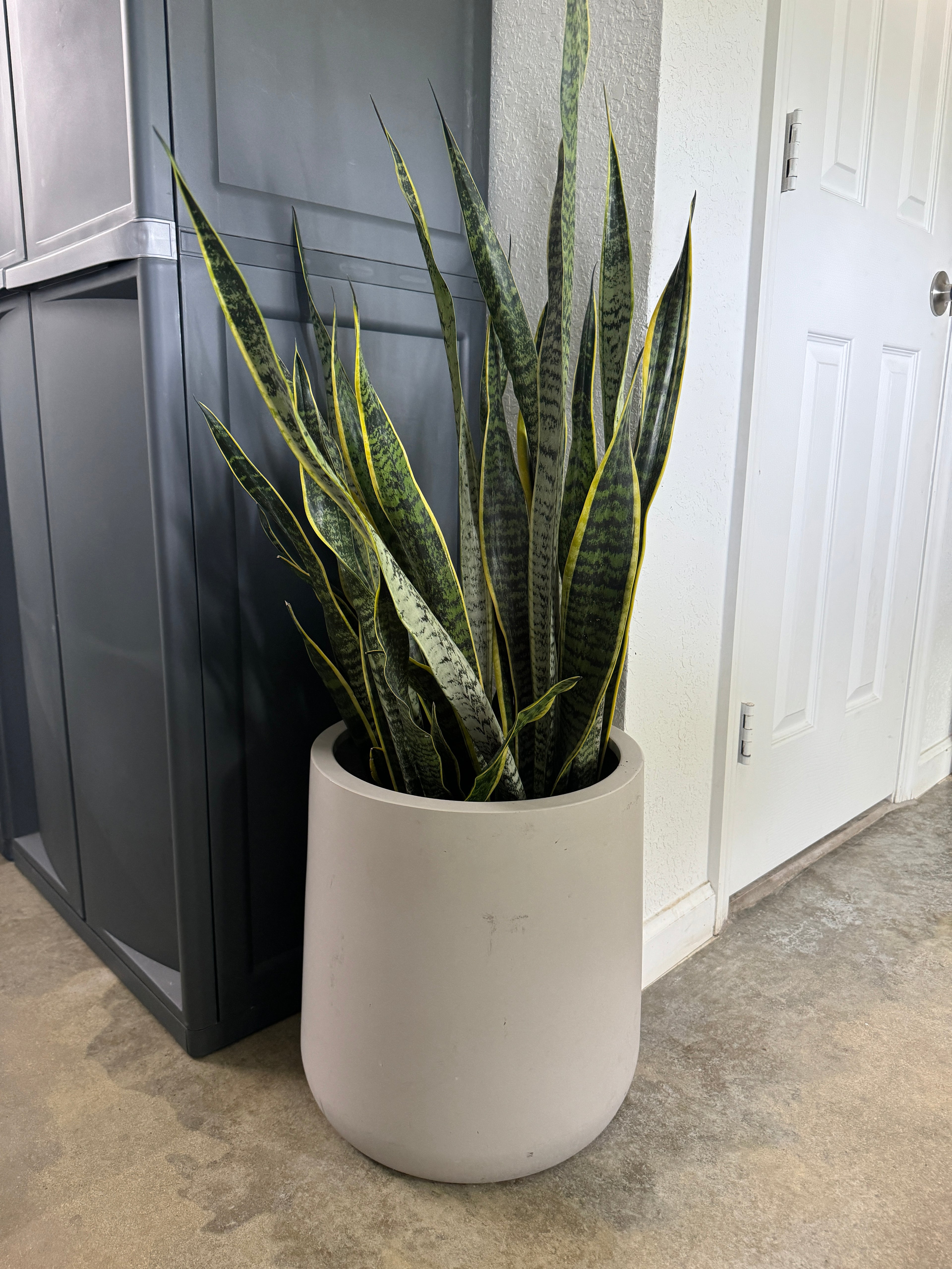 Sansevieria Laurentii, Snake Plants