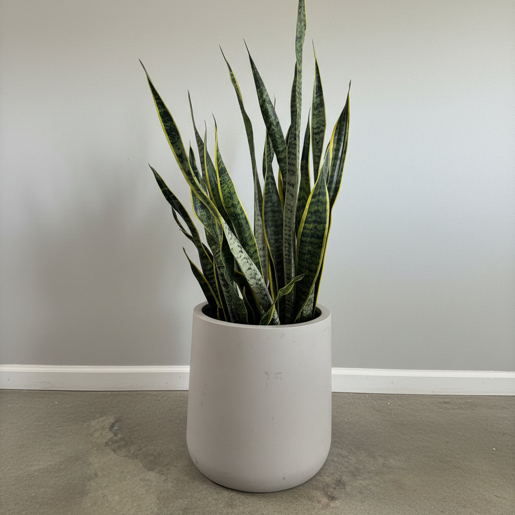 Sansevieria Laurentii, Snake Plants
in a white deco pot