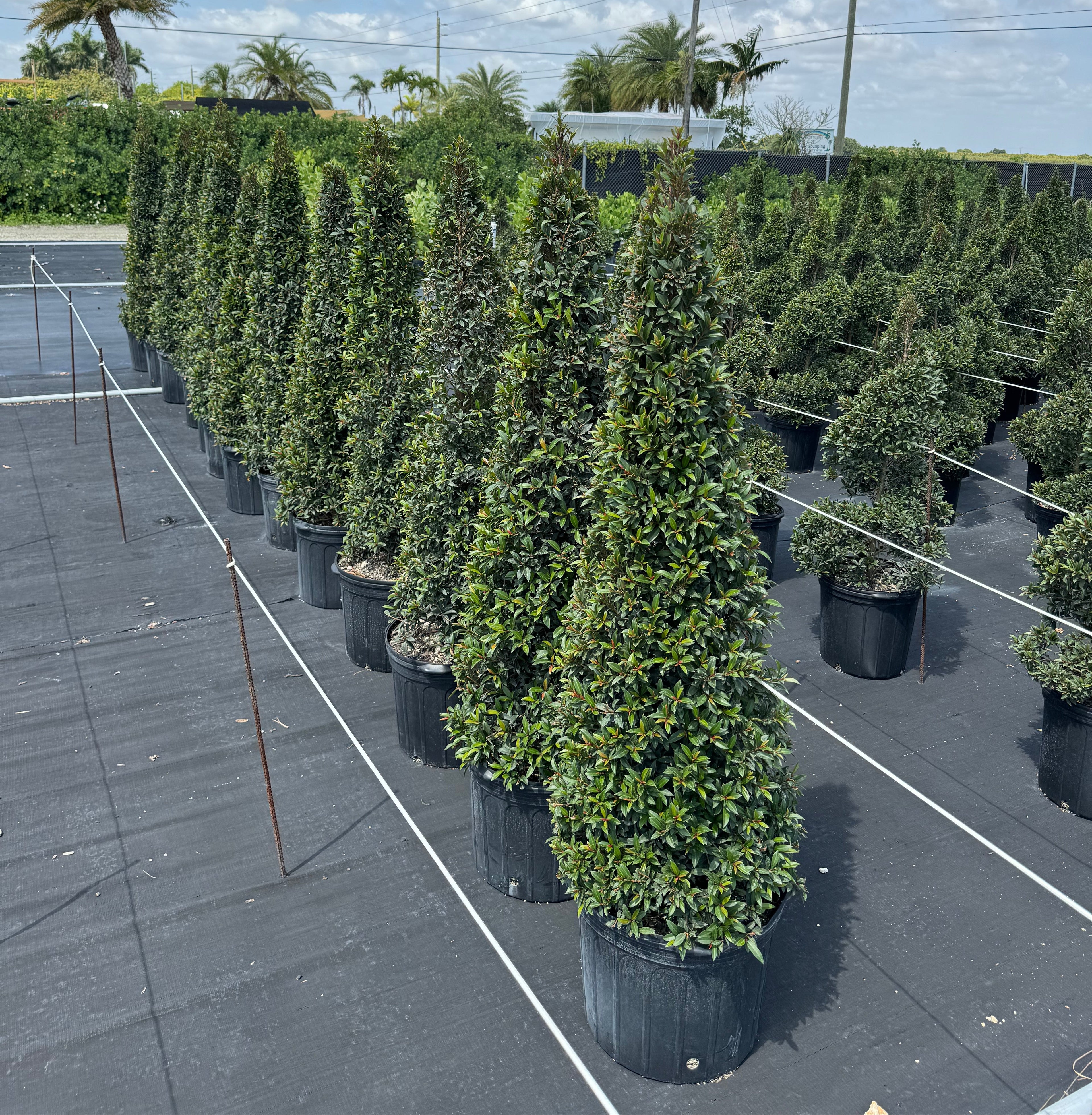 Row of Topiary Eugenia Cone, Tree Form potted in nursery pot 5gal