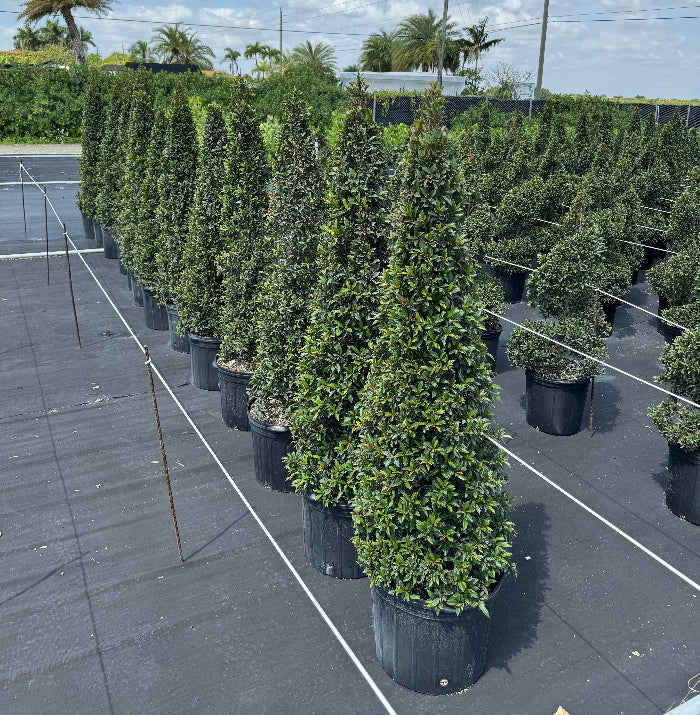 Row of Topiary Eugenia Cone, Tree Form potted in nursery pot 5gal