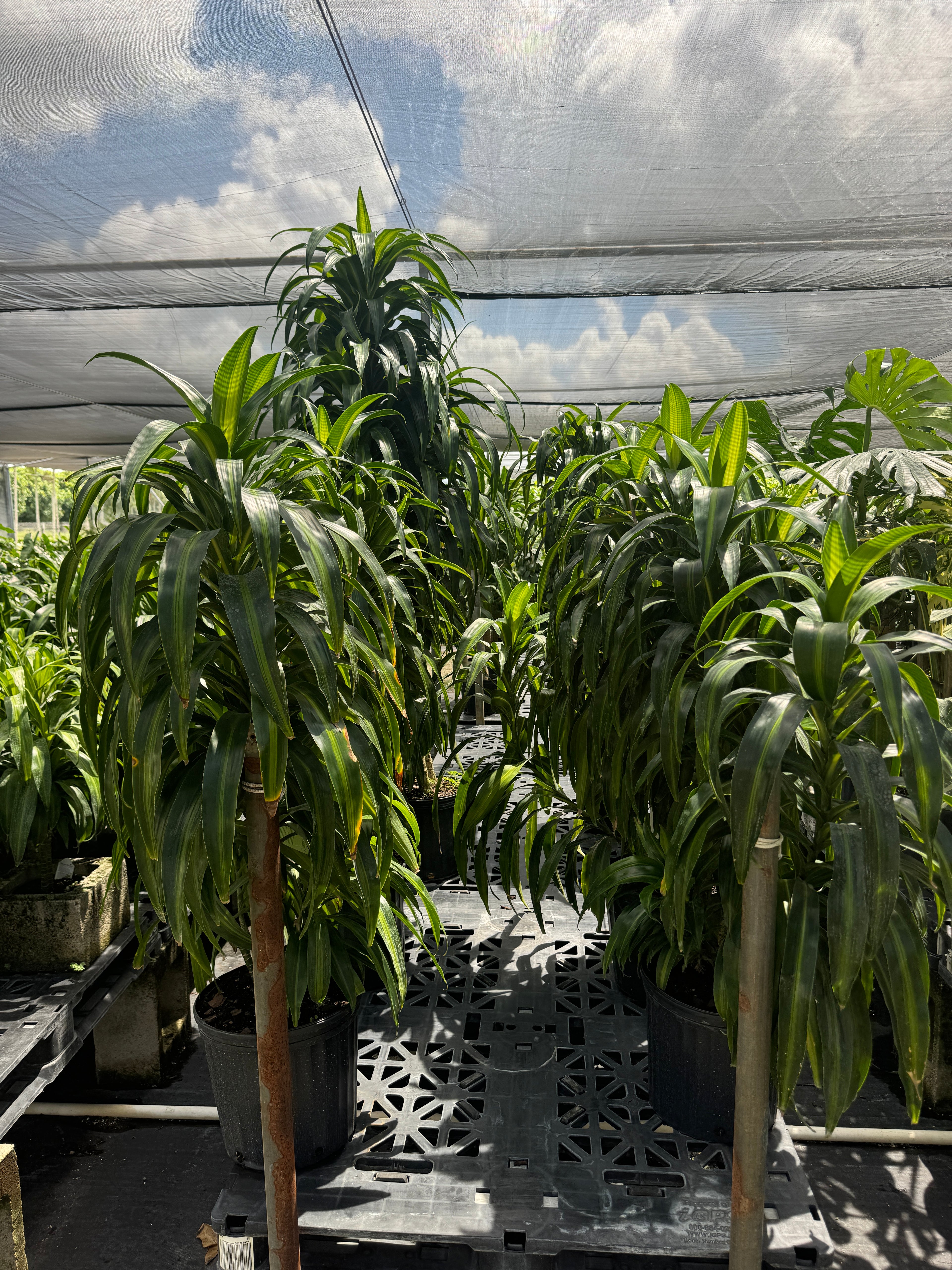 Dracaena Hawaiian Sunshine, Striped Dracaena Deremensis