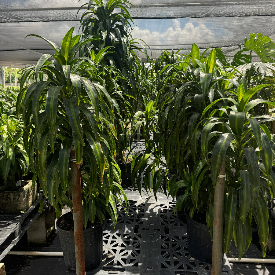 Dracaena Hawaiian Sunshine, Striped Dracaena Deremensis in a black 5gal pot