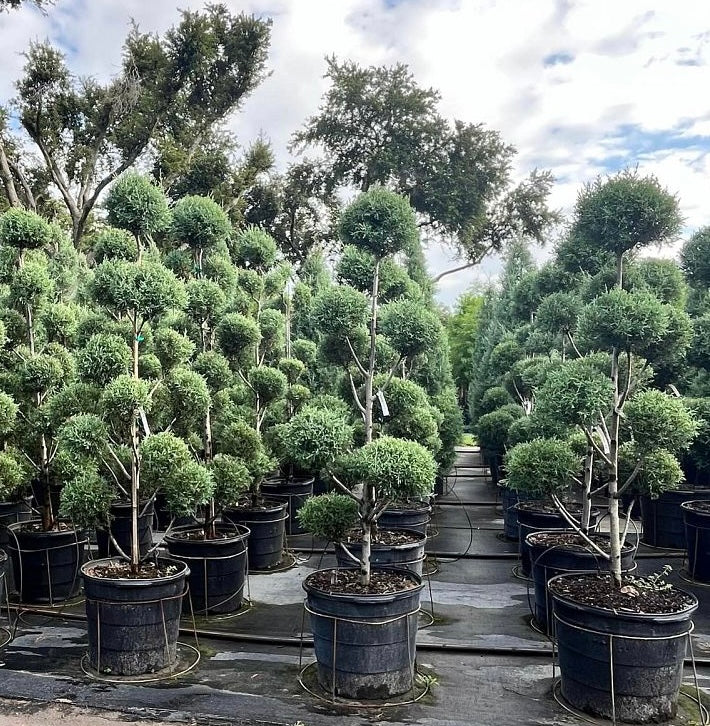 Topiary Pom Pom Multi Ball Carolina Sapphire