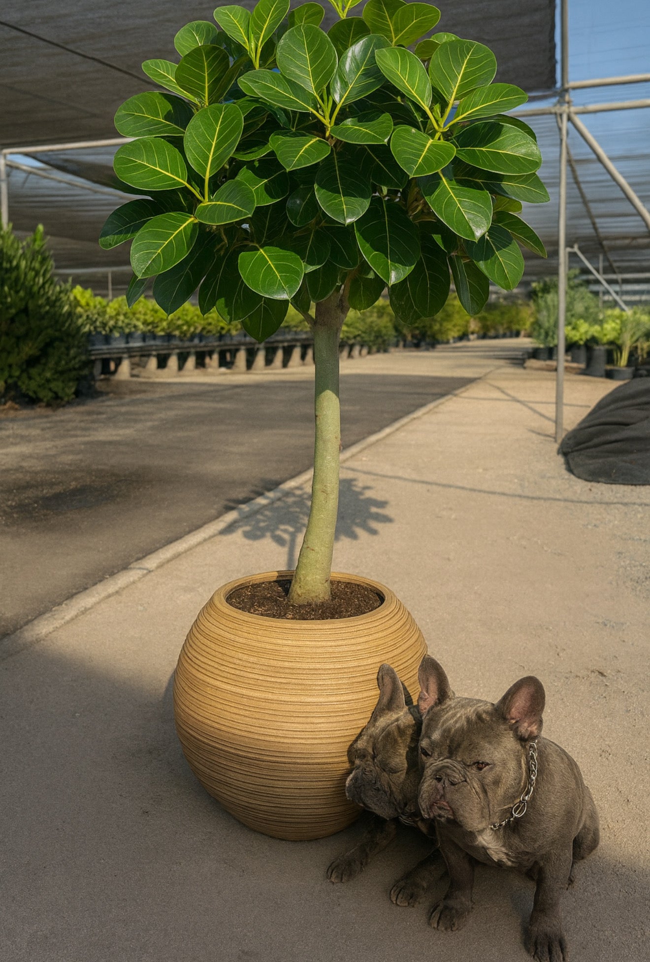 Ficus Banyan Tree Form Single Stem, Ficus Benghalensisis
