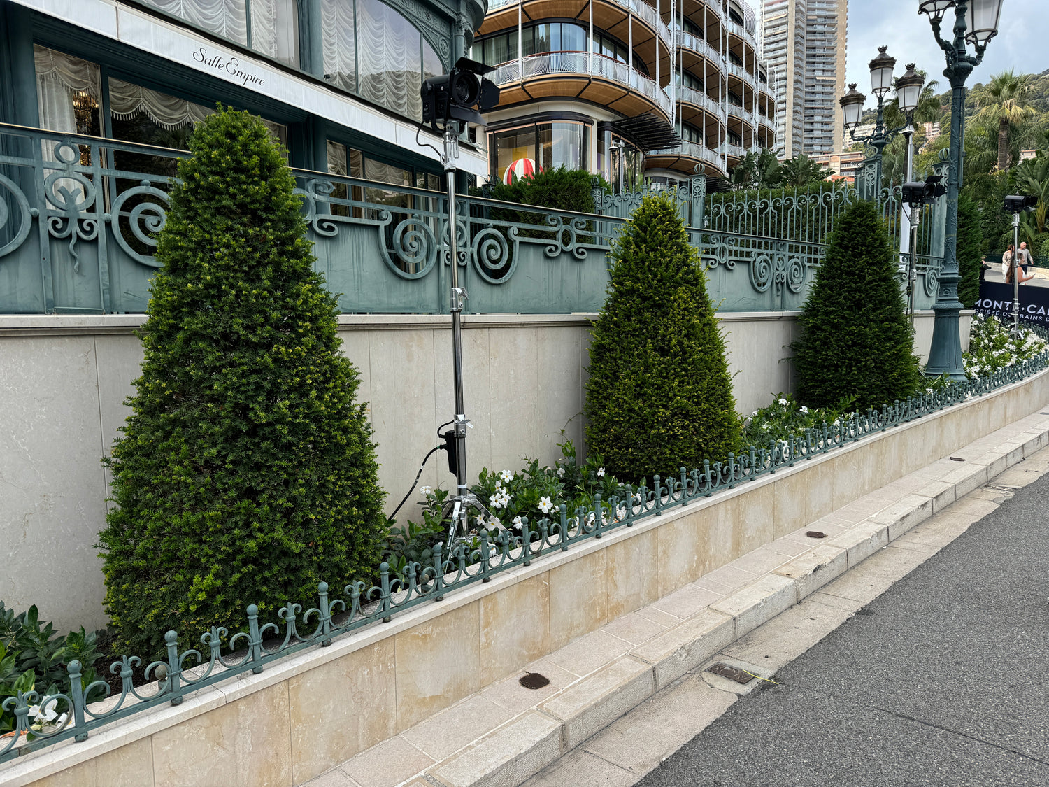 Topiary Eugenia Cone, Pyramid Tree