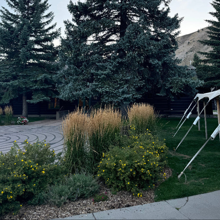 front view of Feather Reed Grass, Karl Foerster outside view