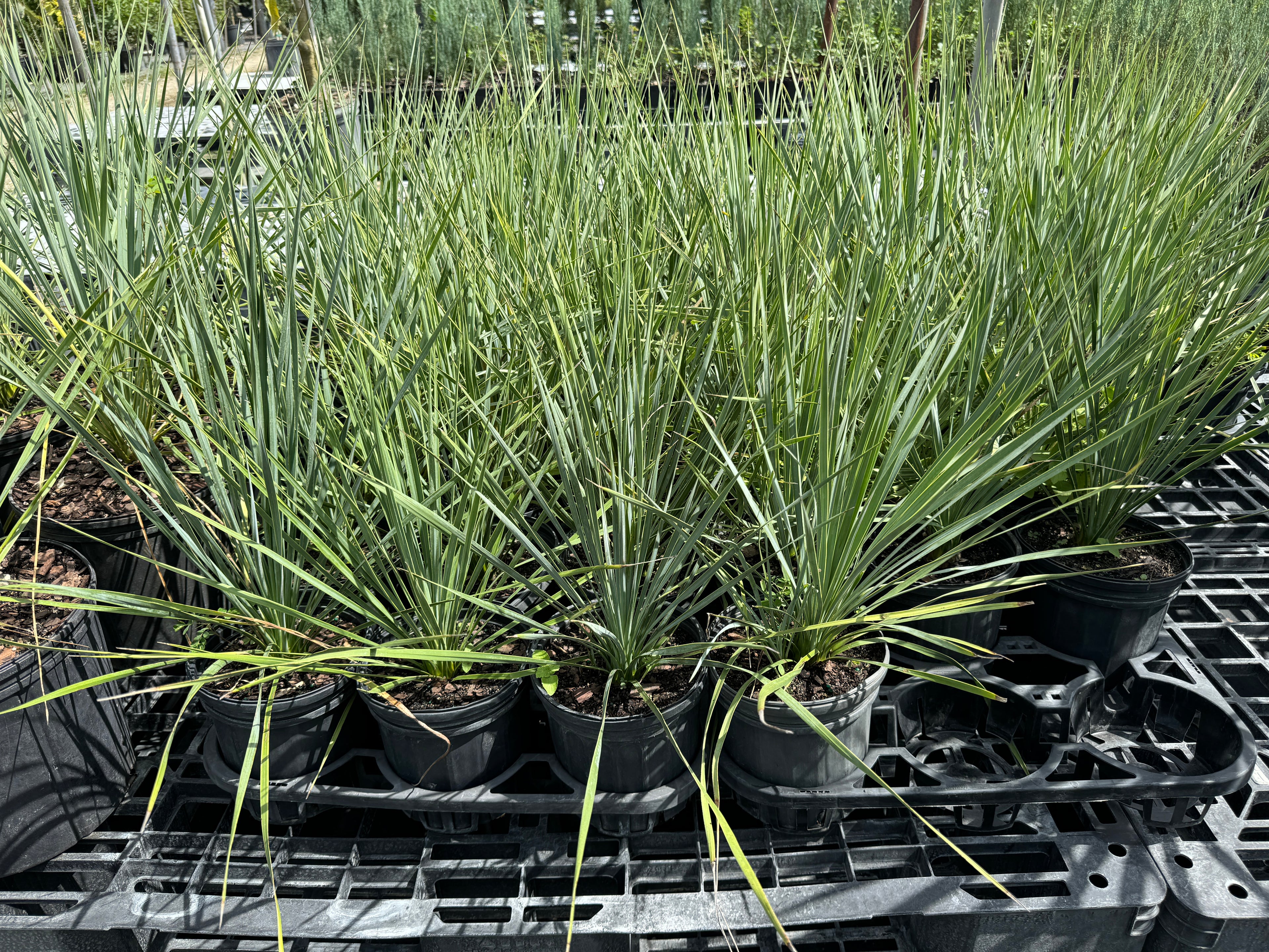Yucca Rostrata Beaked Yucca, Desert Jewel Palm