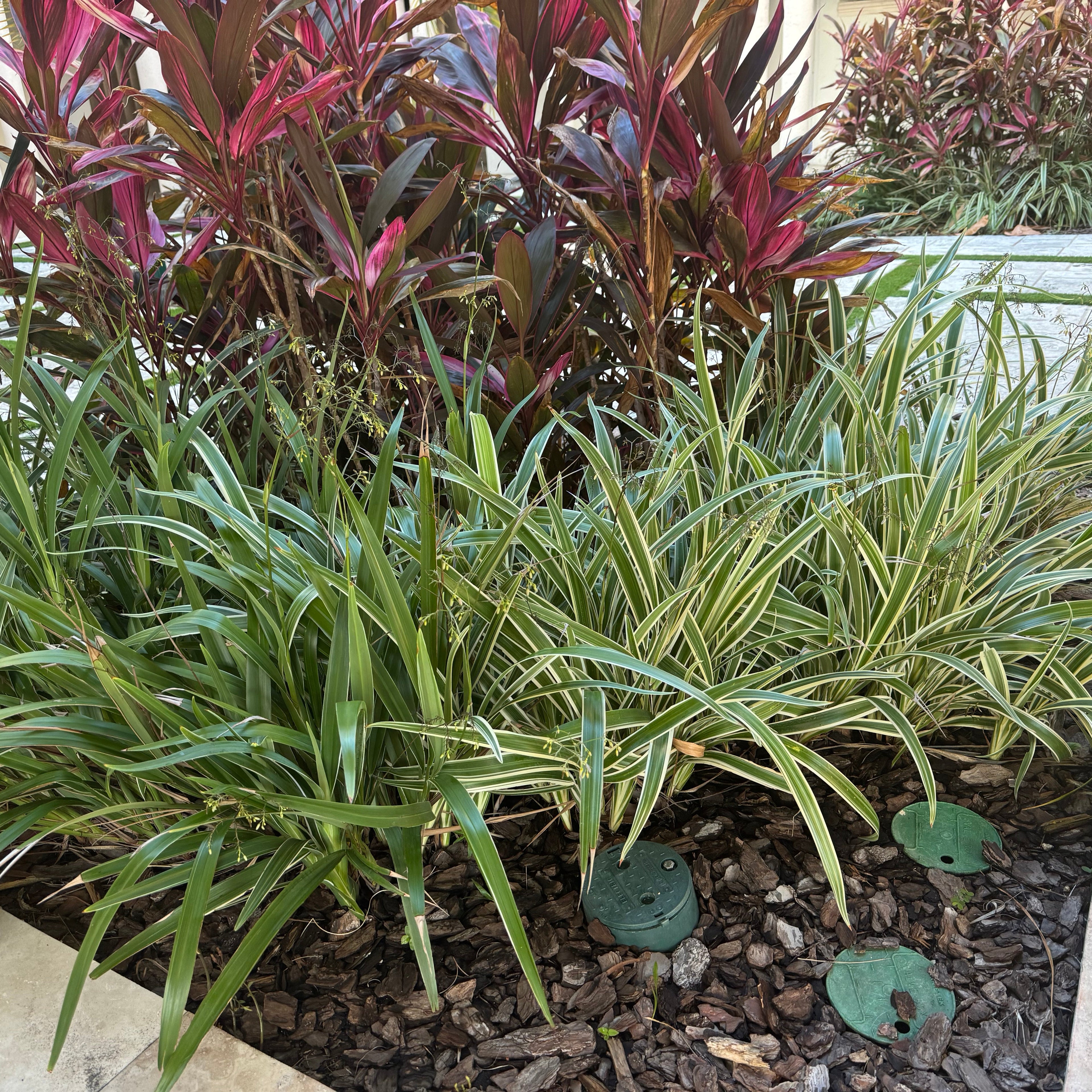 flax lily dianella planted in garden