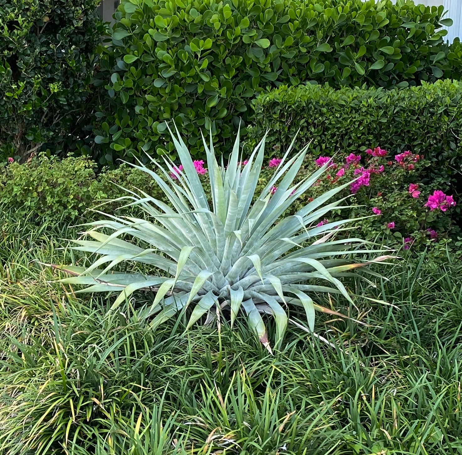 Bromeliad Odorata Alcantarea