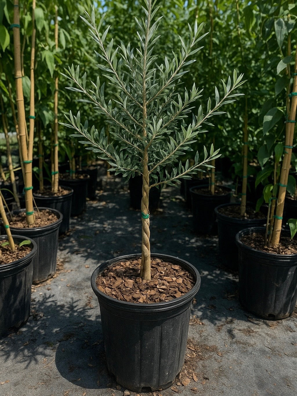 Braided Olive Tree Olea Europaea