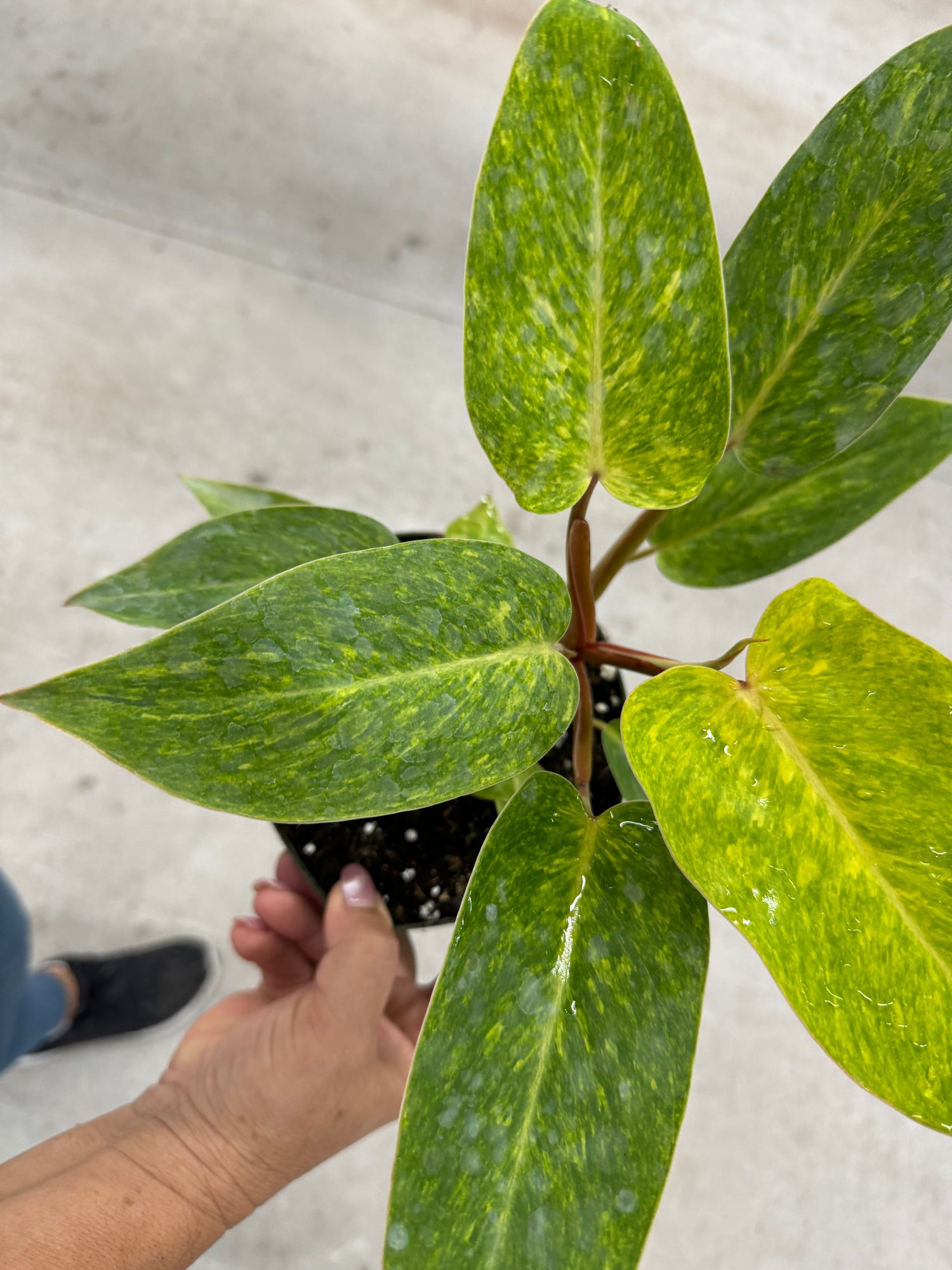 leaves of Philodendron Painted Lady Variegated
