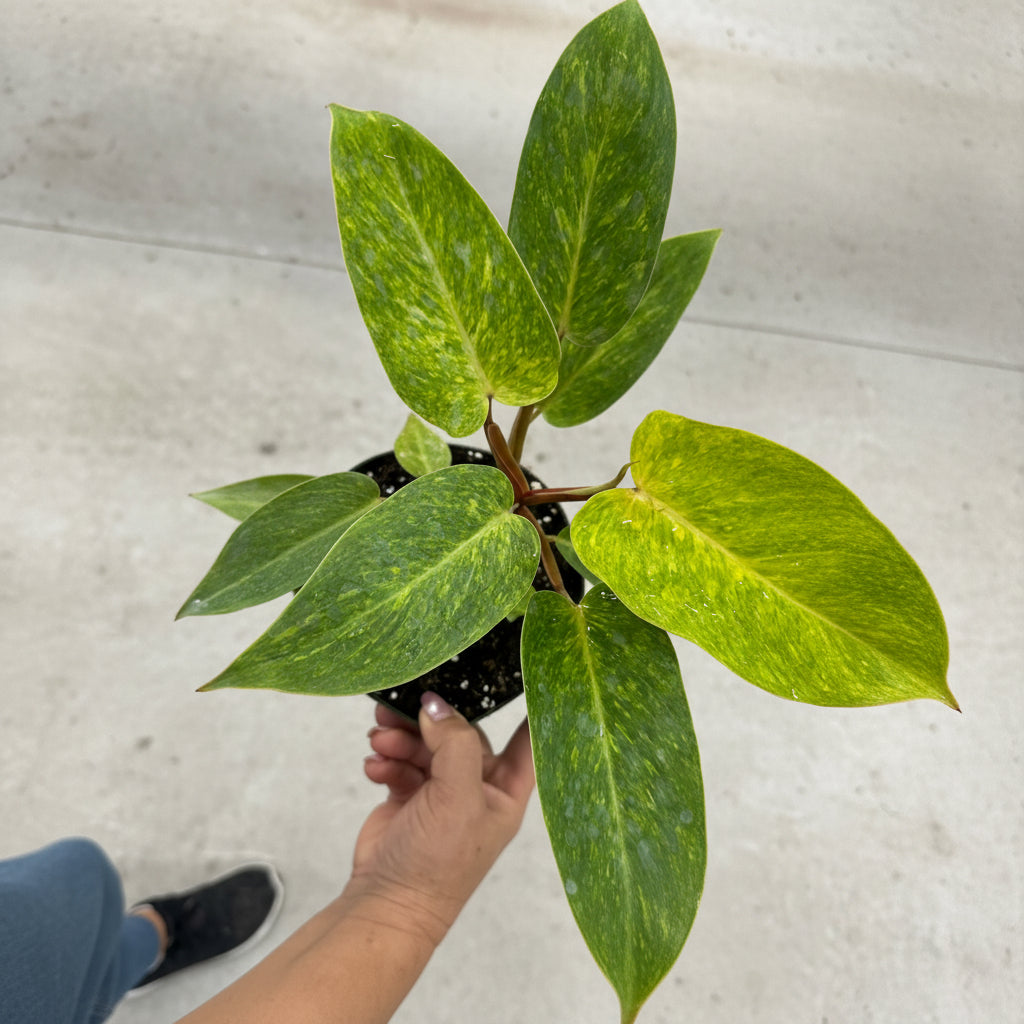 leaves of Philodendron Painted Lady Variegated