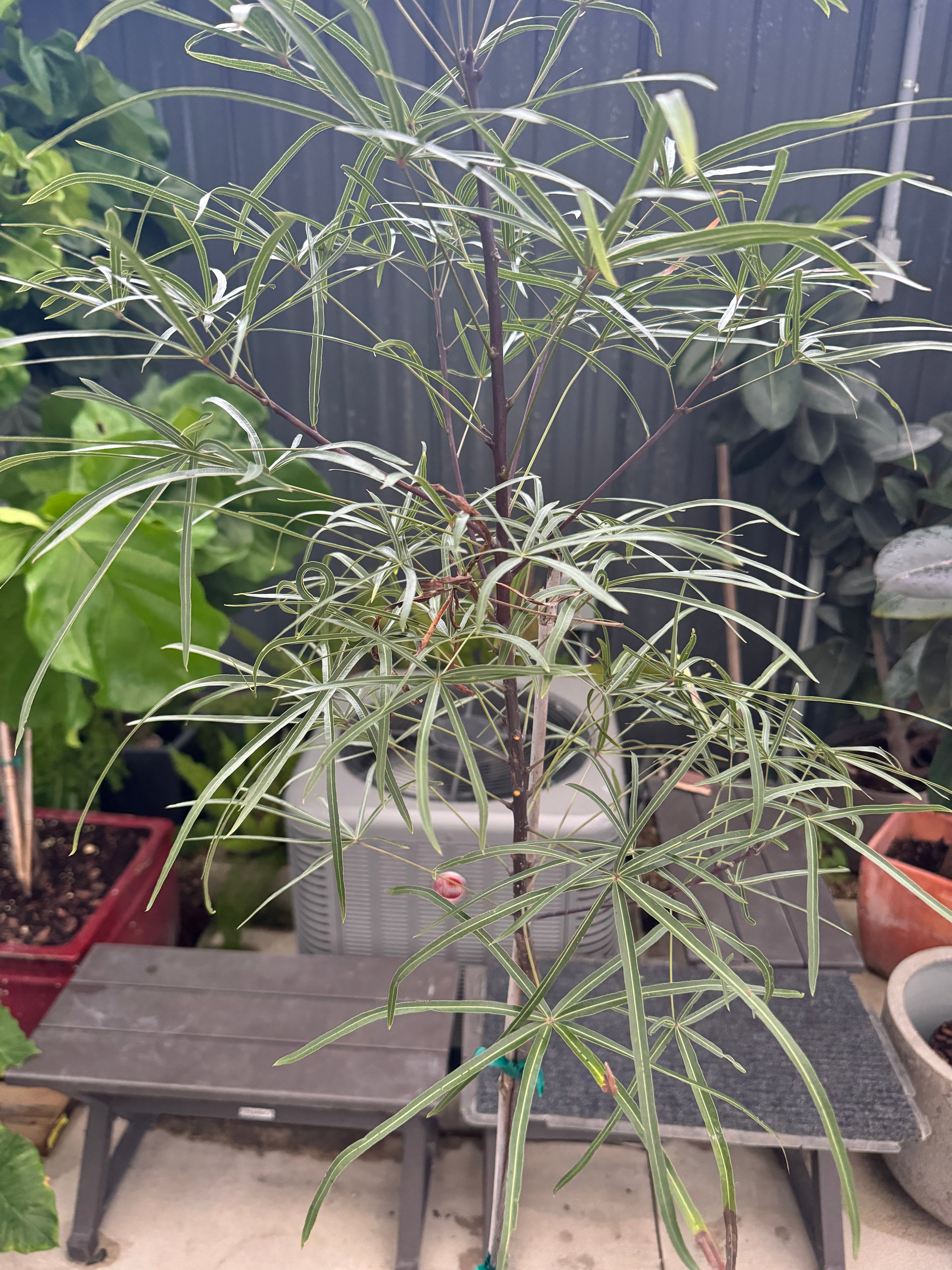 Queensland Bottle Tree, Brachychiton Rupestris