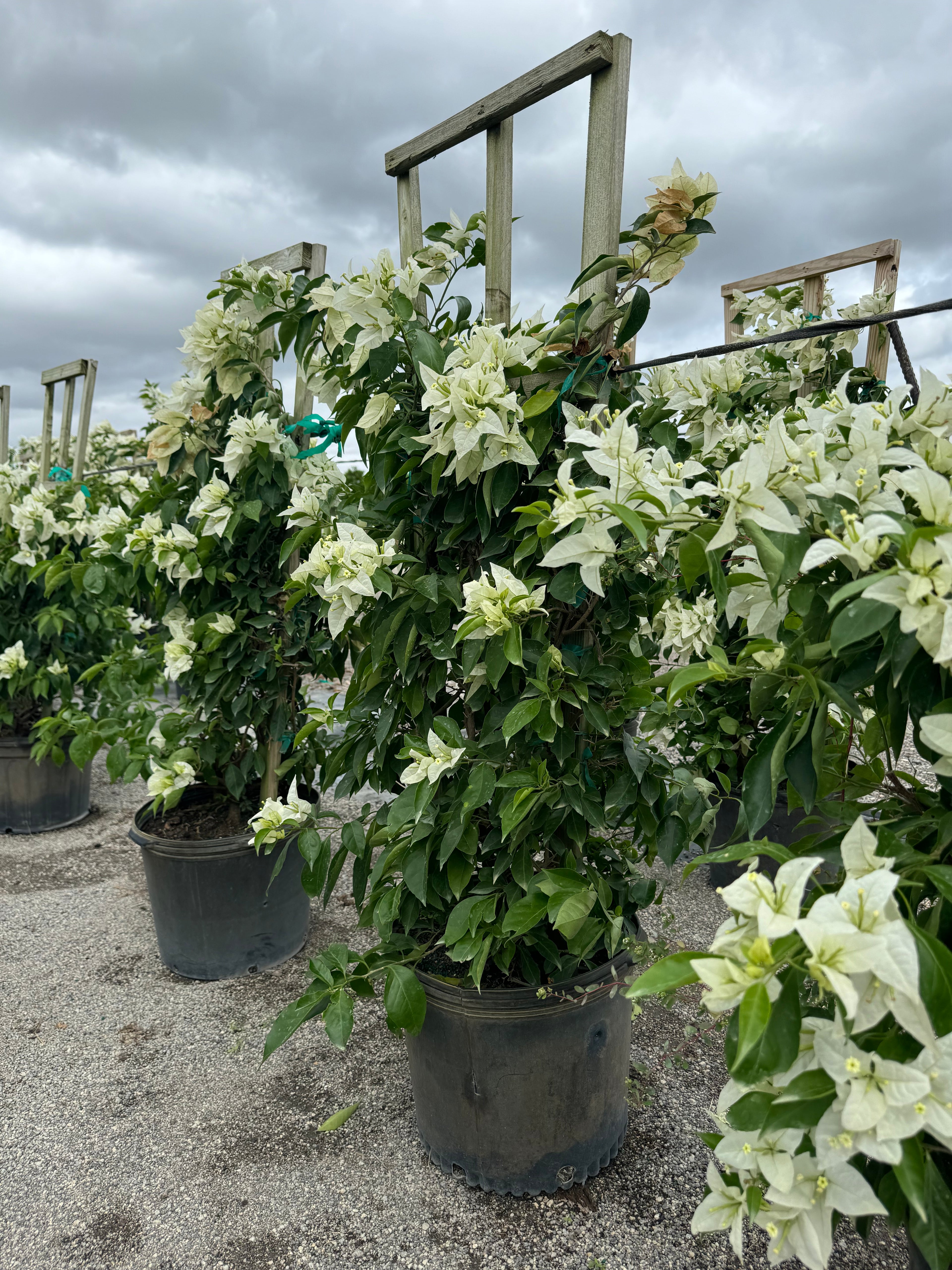 Bougainvillea White Flower Tree in Trellis, Ms. Alice White Flowering Tree