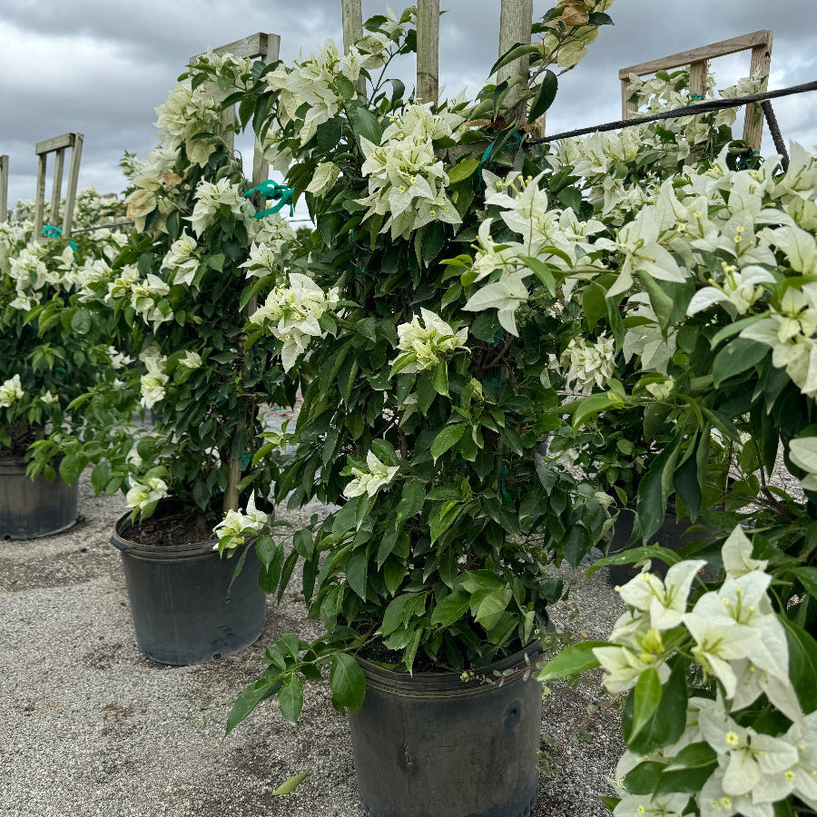 Bougainvillea White Flower Tree in Trellis, Ms. Alice White Flowering Tree in 5 gallon nursery pot with delicate white blooms trained on a wooden trellis in an outdoor nursery row, ideal for tropical garden landscapes and vibrant property borders.
