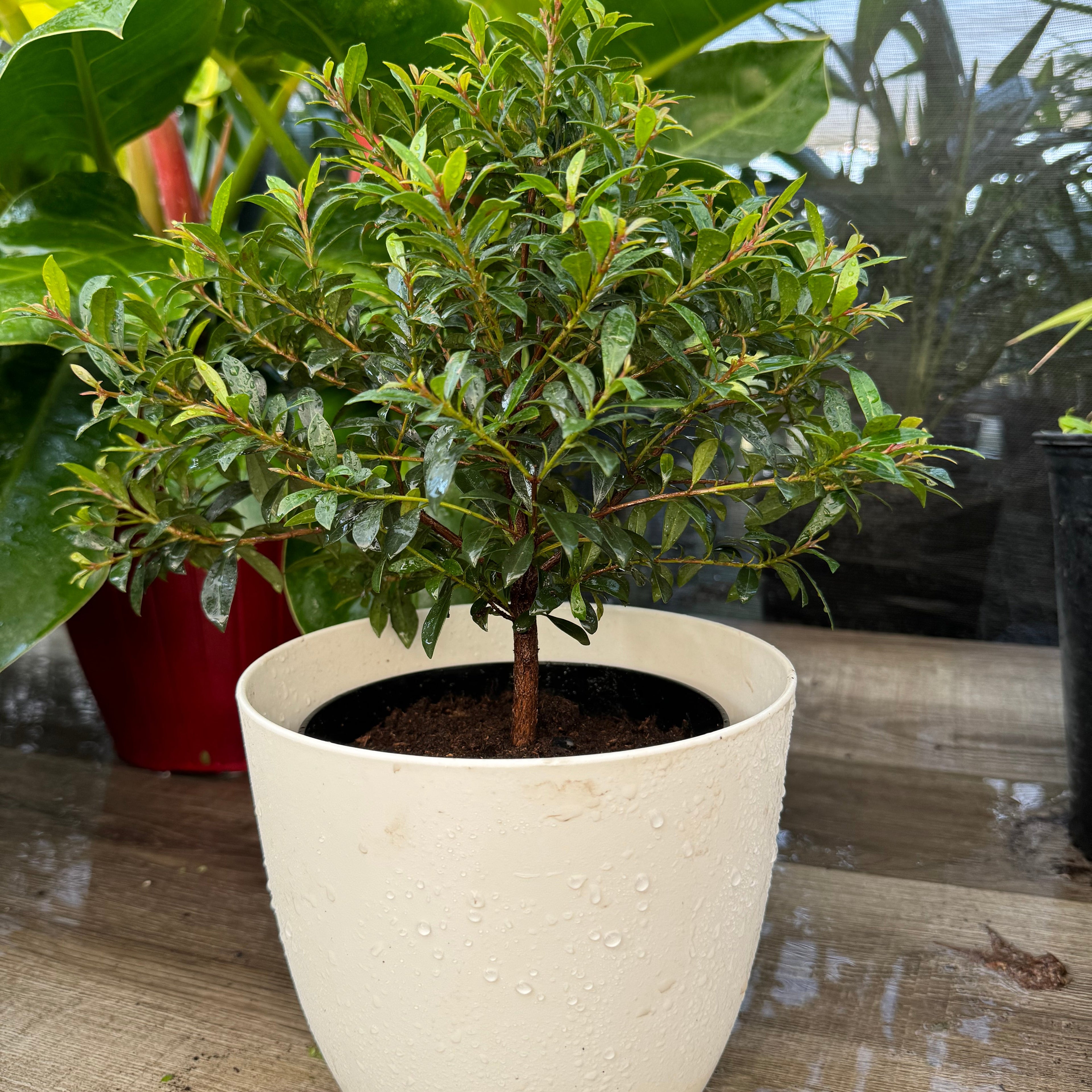 Topiary Eugenia Tree Form Bonsai in white pot