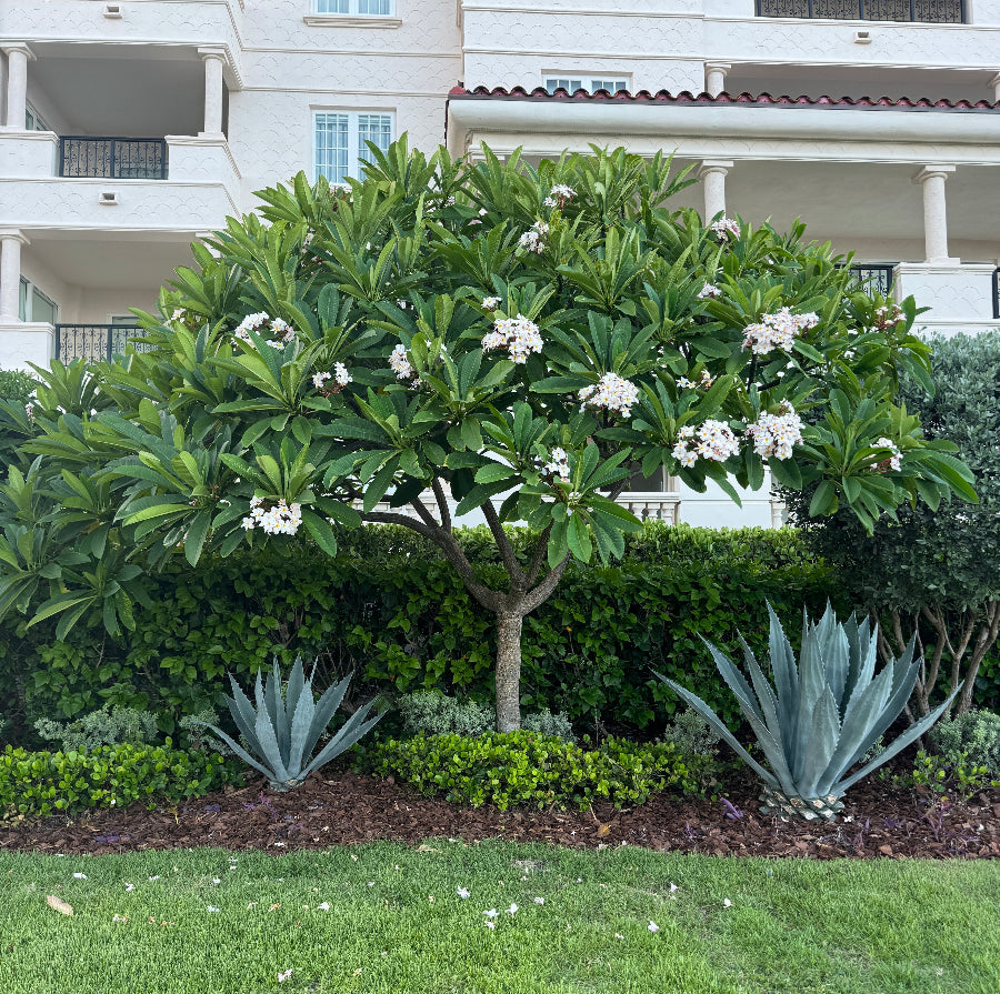 Garden with plumeria white flowering tree and blue agave succulents in front of a building