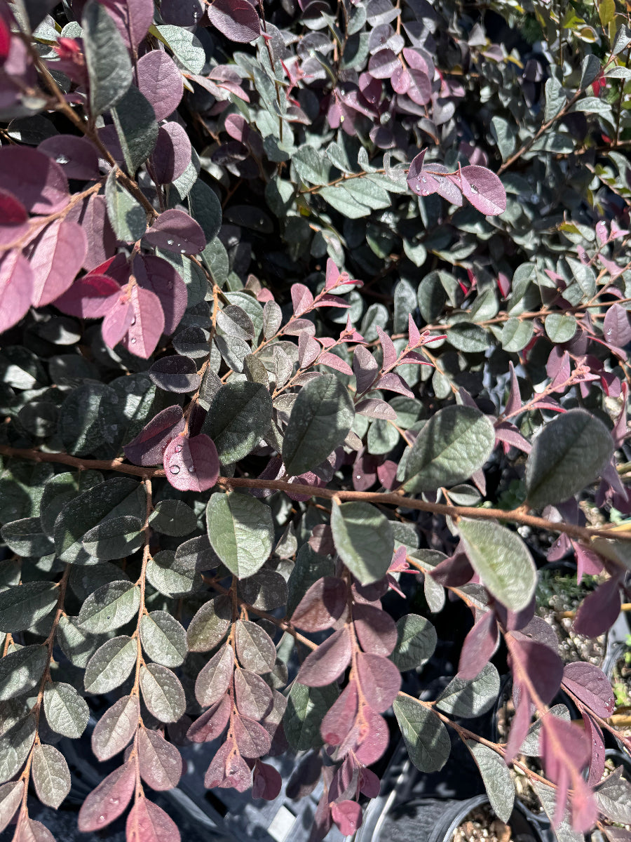 A large group of leafy shrubs with green and reddish-purple foliage, growing in black nursery pots.