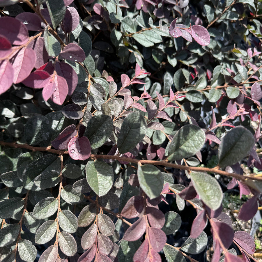 A large group of leafy shrubs with green and reddish-purple foliage, growing in black nursery pots.