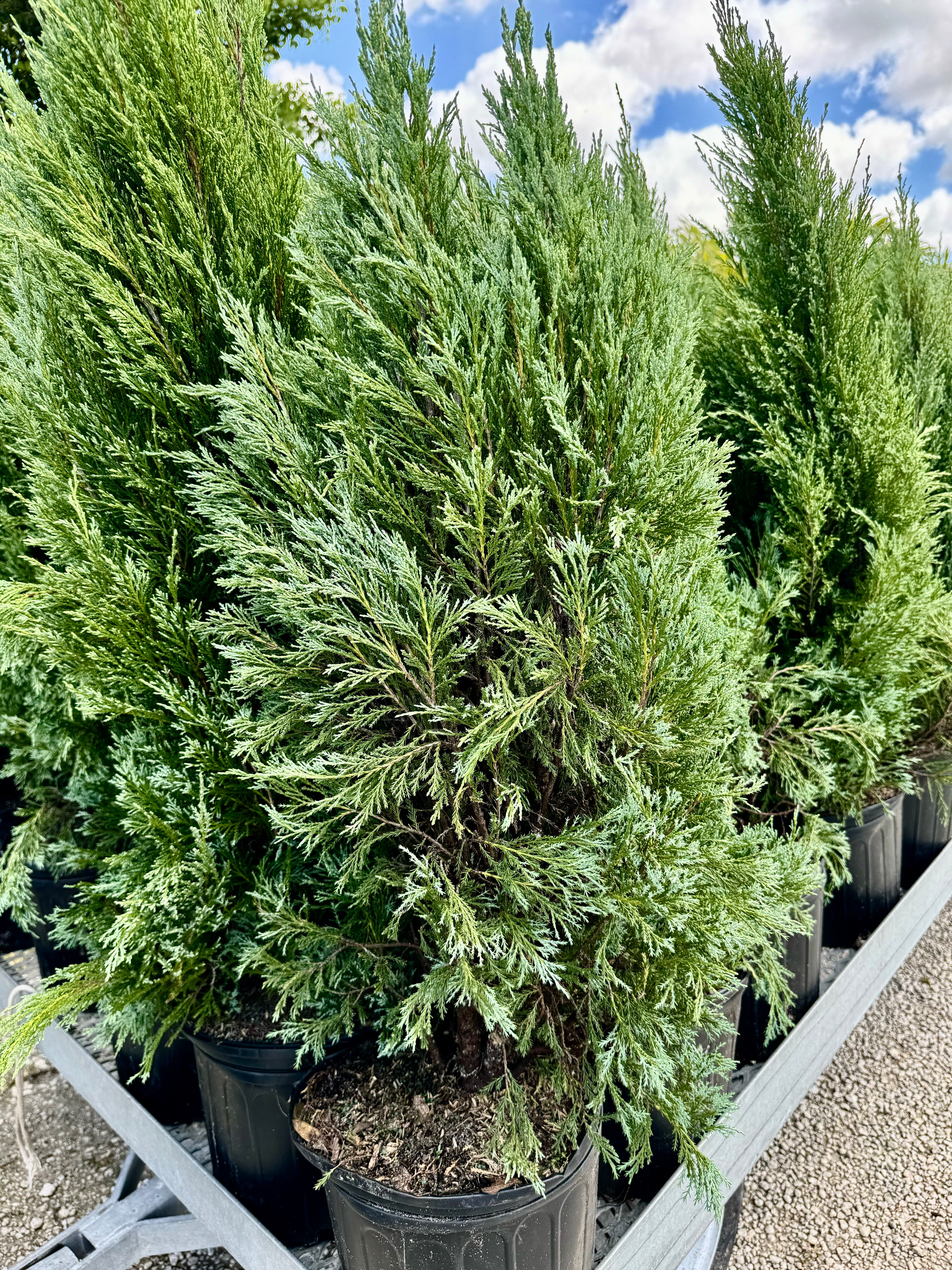 Medora Juniper, Rocky Mountain Juniperus scopulorum