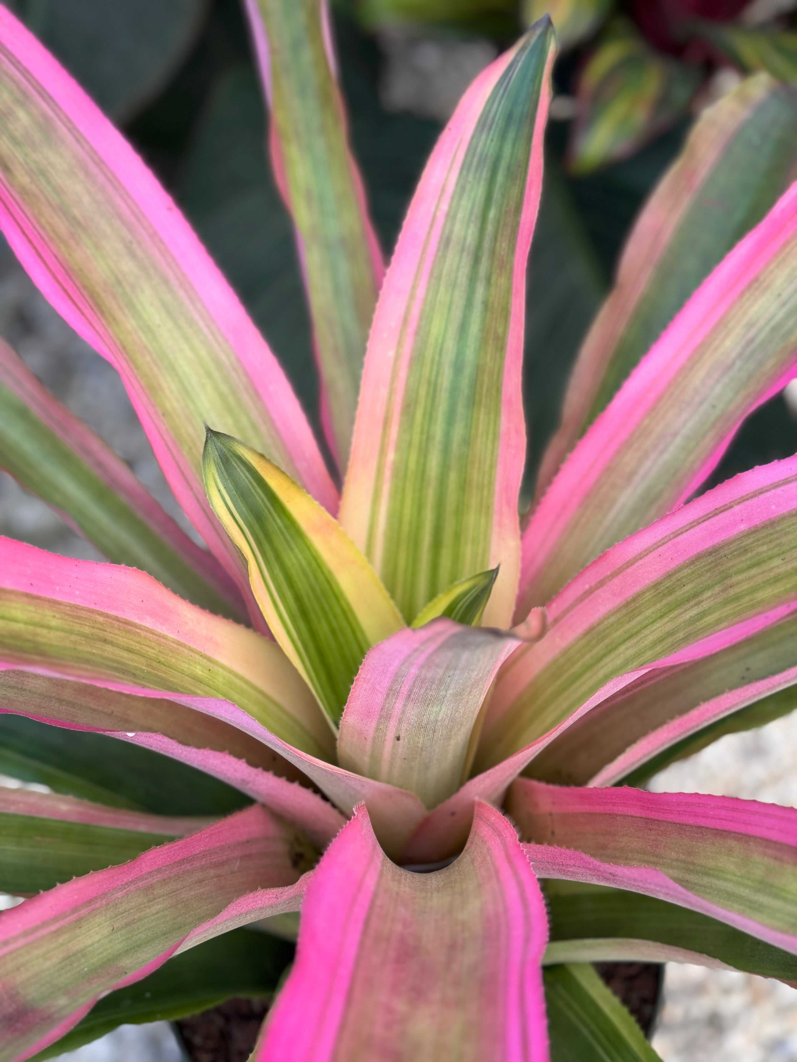 Bromeliad, Neoregelia Mend