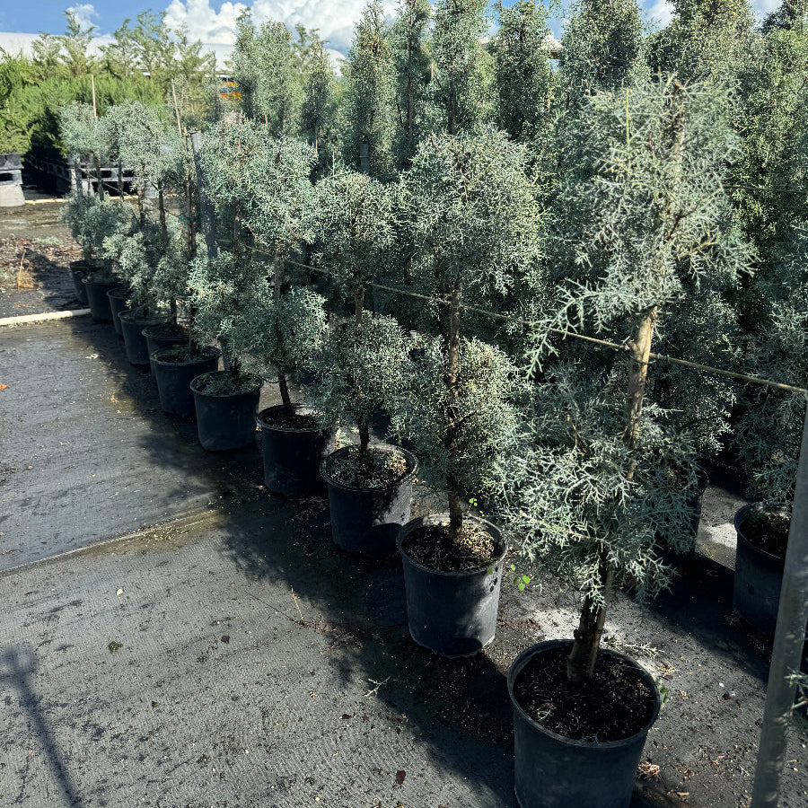 Large Topiary 2-Ball Carolina Sapphire tree form in a nursery setting 5gal container Potted plant on Row of potted trees