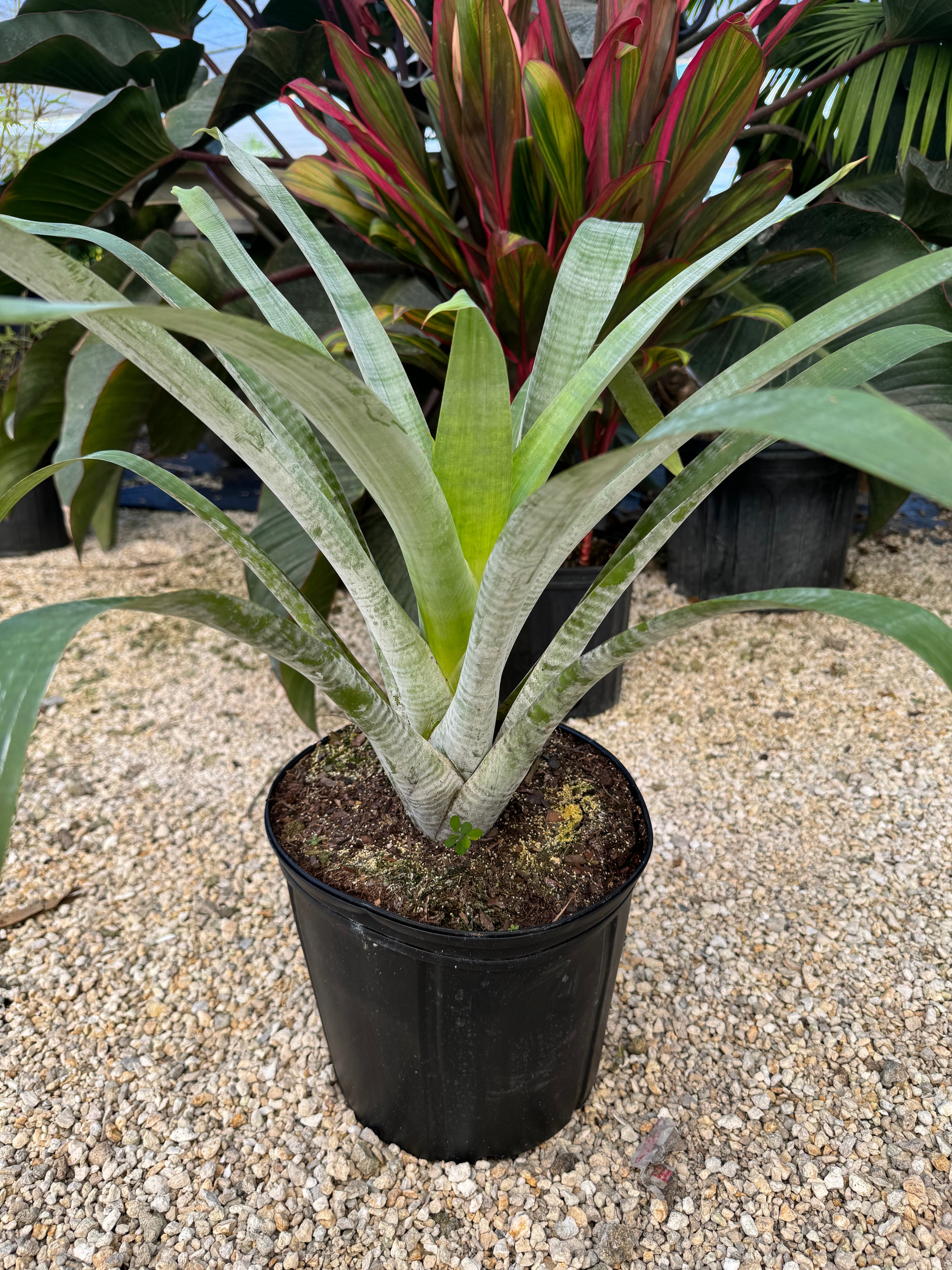 Bromeliad Odorata Alcantarea