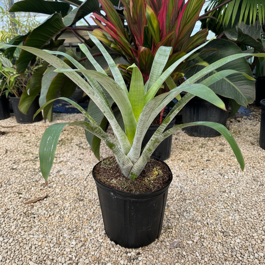 A Bromeliad Alcantarea Odorata plant with elongated silver foliage in an outdoor setting with greenery and a pink flower in the background.