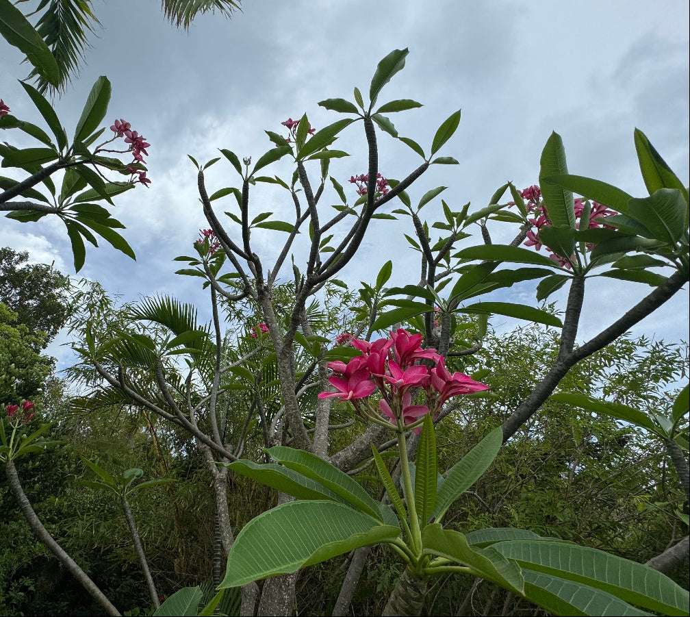 Plumeria Rubra Red Orchid Flowering Tree, featuring its characteristic sculptural branching structure and elongated green leaves dotted with a few vibrant pinkish-red blooms, viewed from below against a natural outdoor garden backdrop and partly cloudy sky, showcasing its unique tropical form and growing habit.