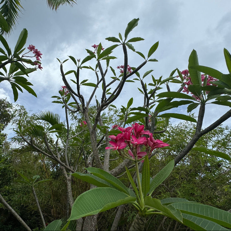Plumeria Rubra Red Orchid Flowering Tree, featuring its characteristic sculptural branching structure and elongated green leaves dotted with a few vibrant pinkish-red blooms, viewed from below against a natural outdoor garden backdrop and partly cloudy sky, showcasing its unique tropical form and growing habit.