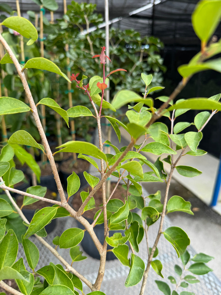 A close-up view of a young potted plant featuring thin, light-brown branching stems and vibrant green, oval-shaped leaves